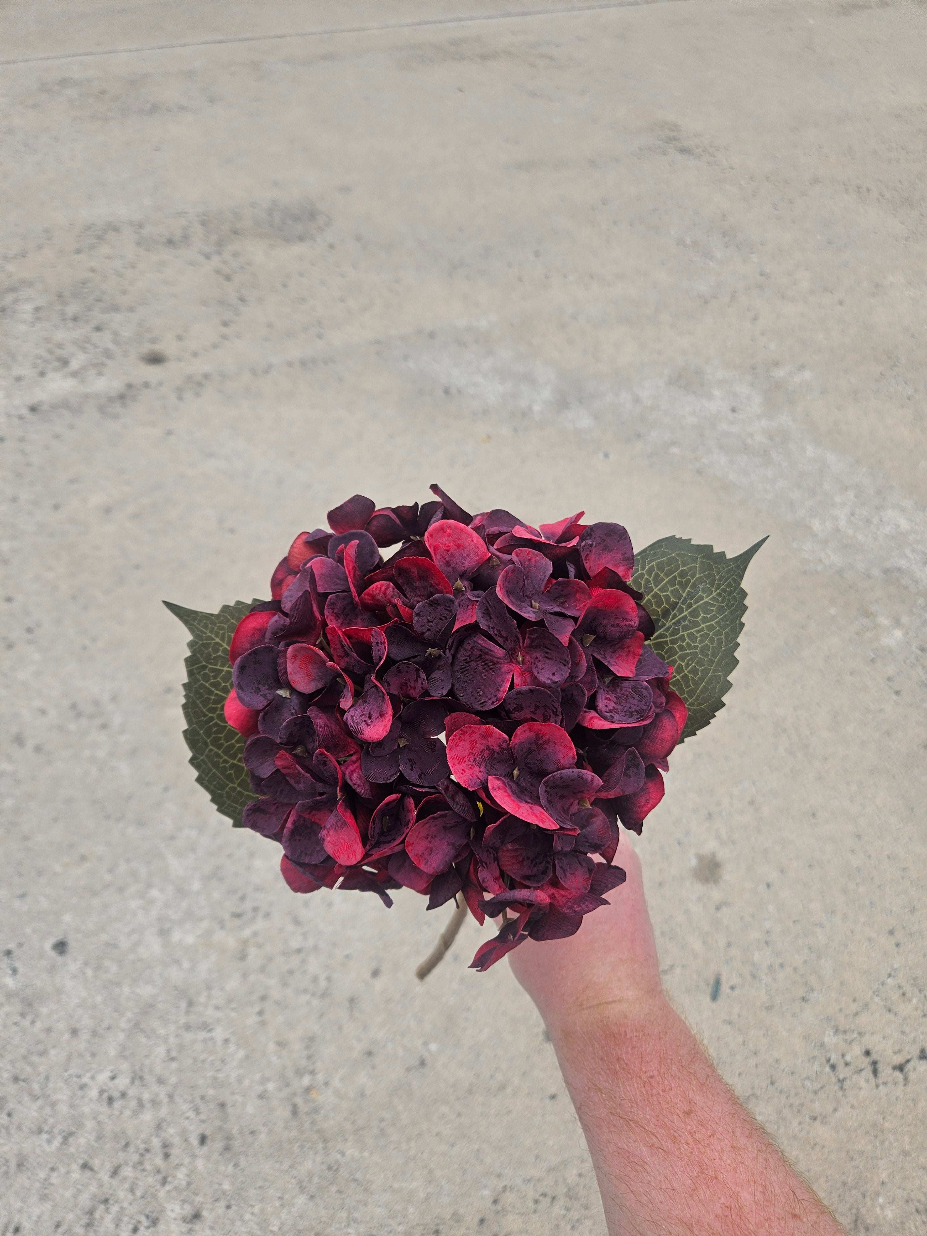 Burgundy Hydrangea