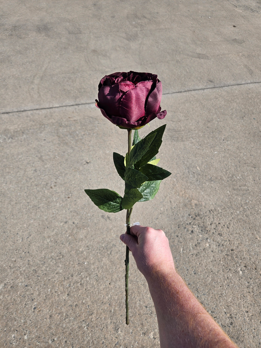 Burgundy Peony (LIMITED AVAILABILITY)