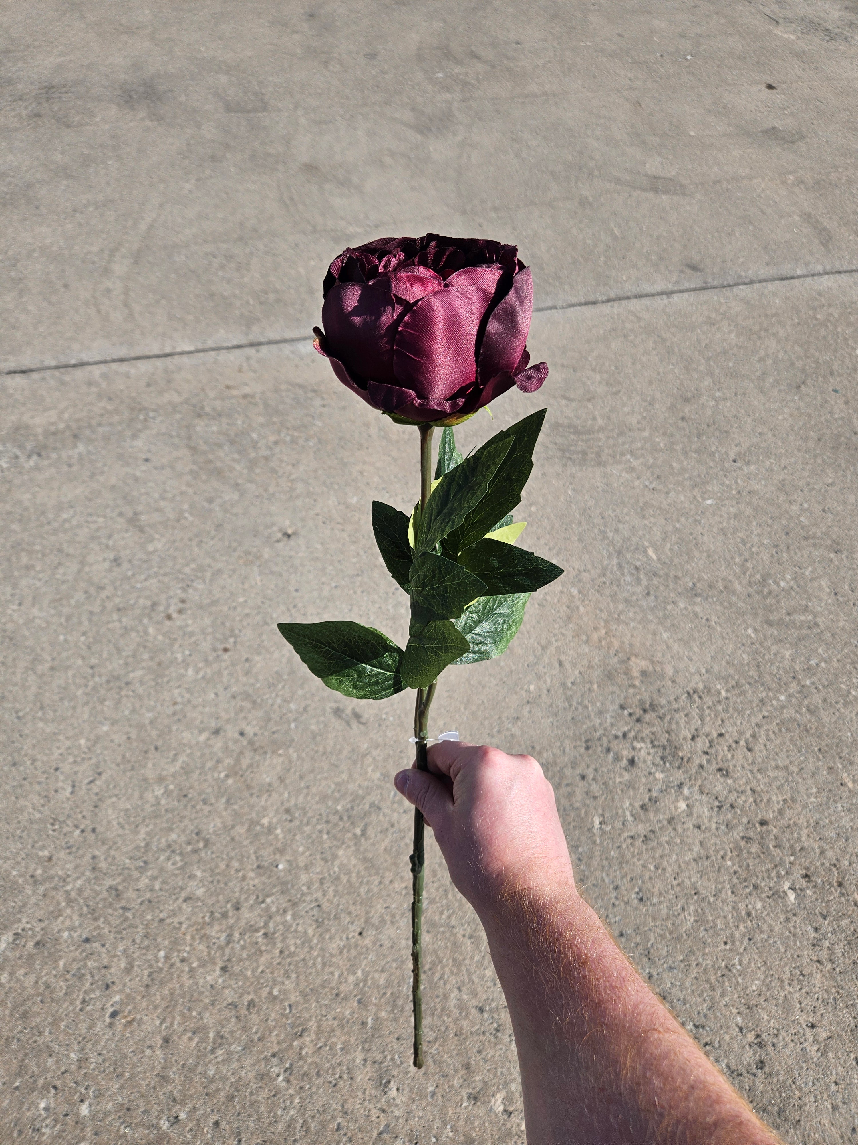 Burgundy Peony (LIMITED AVAILABILITY)