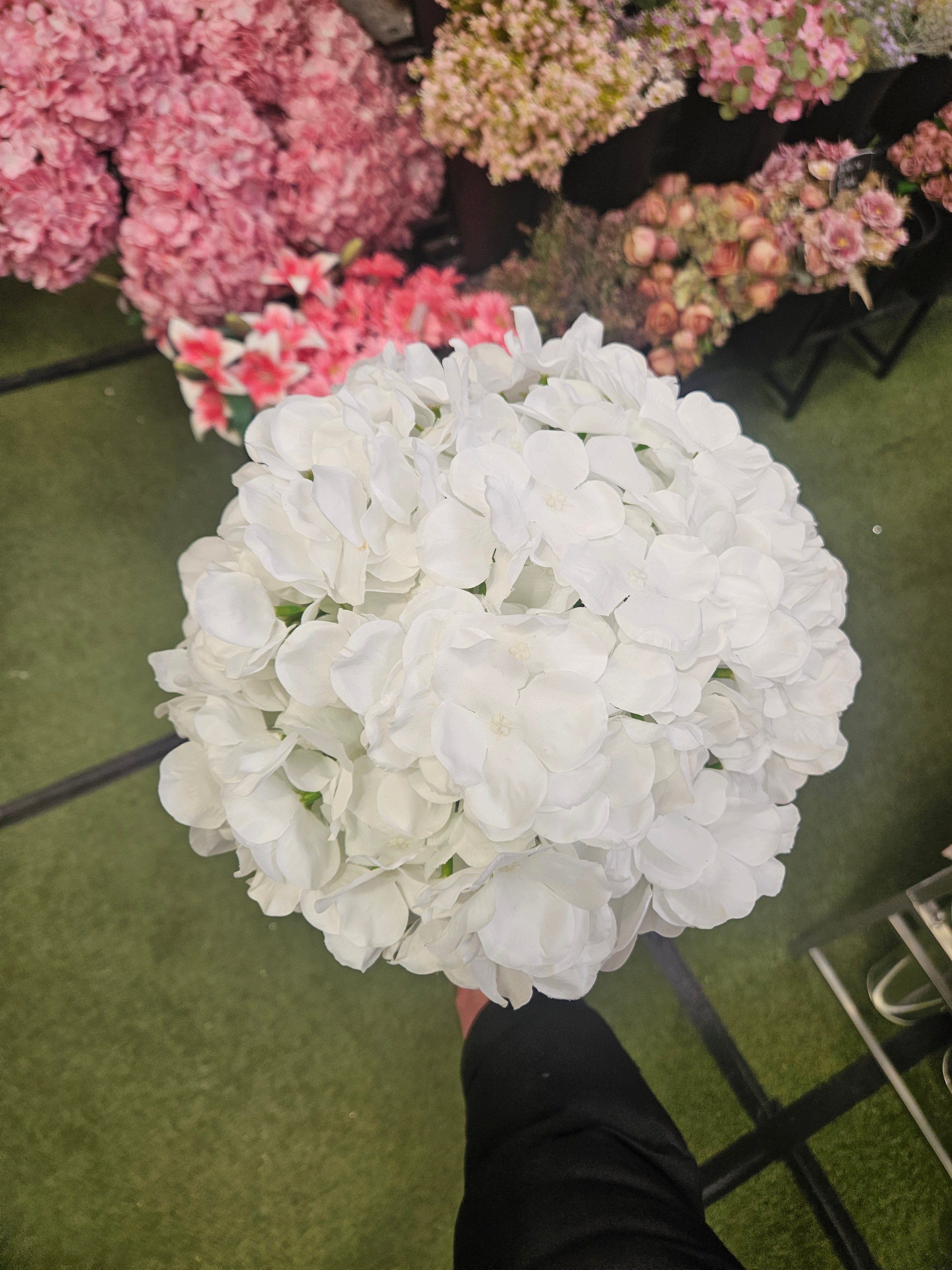 Giant White Hydrangea