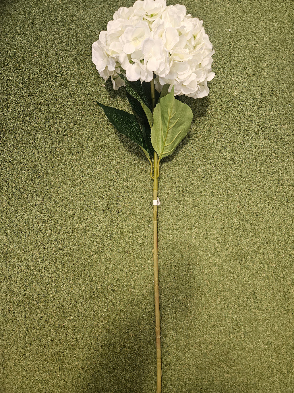Giant Ivory Hydrangea
