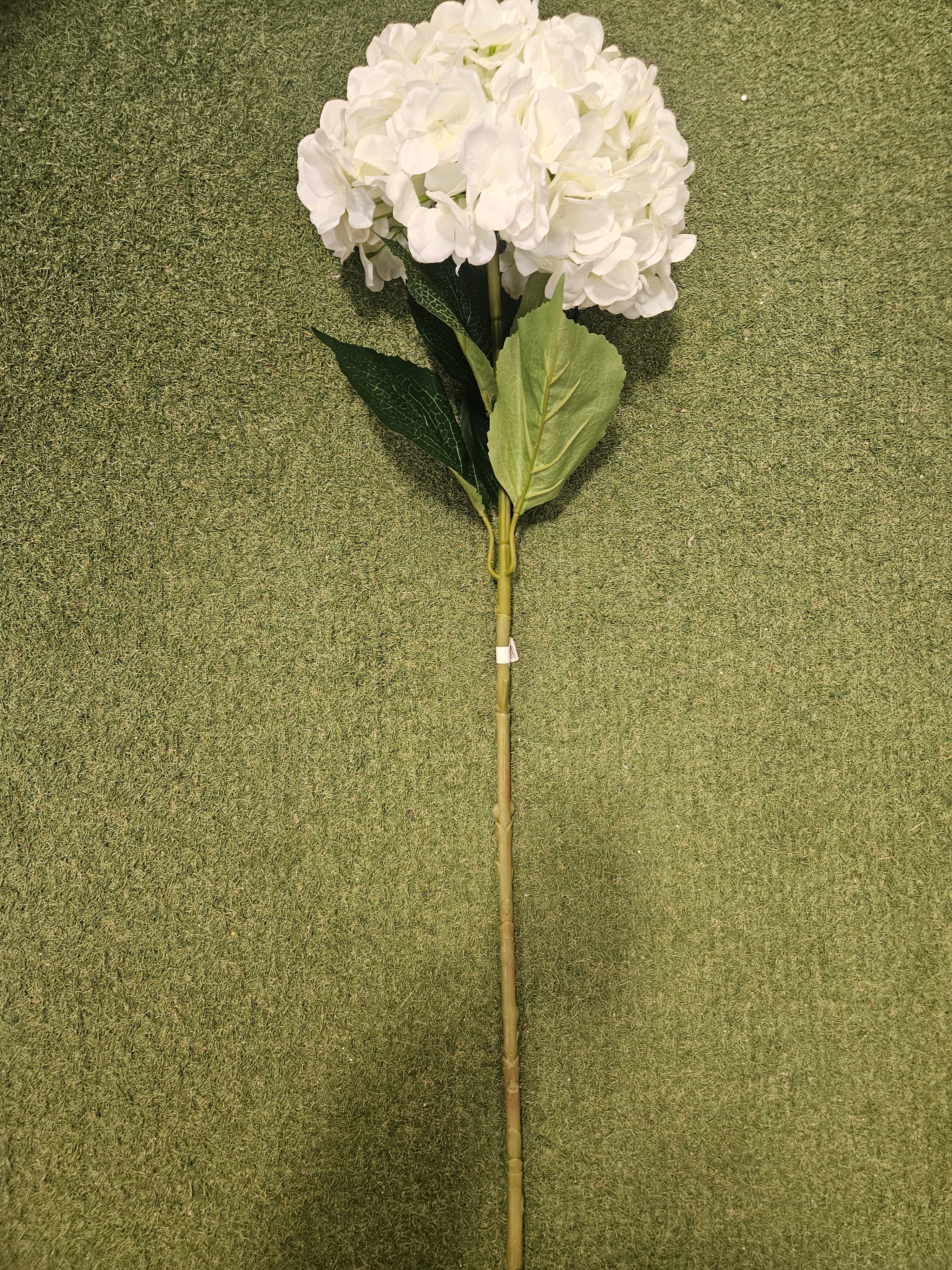 Giant Ivory Hydrangea