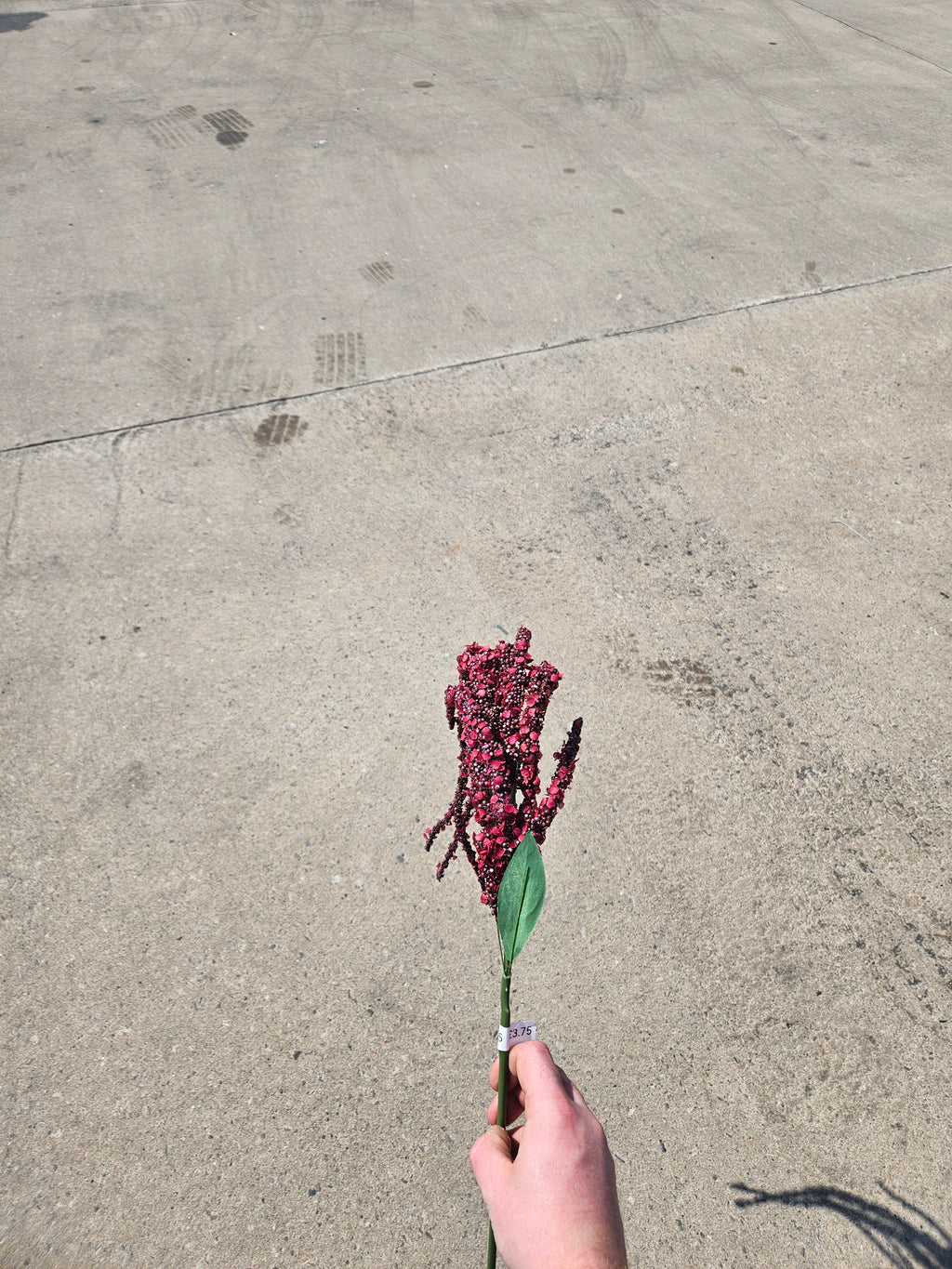 Burgundy Amaranthus