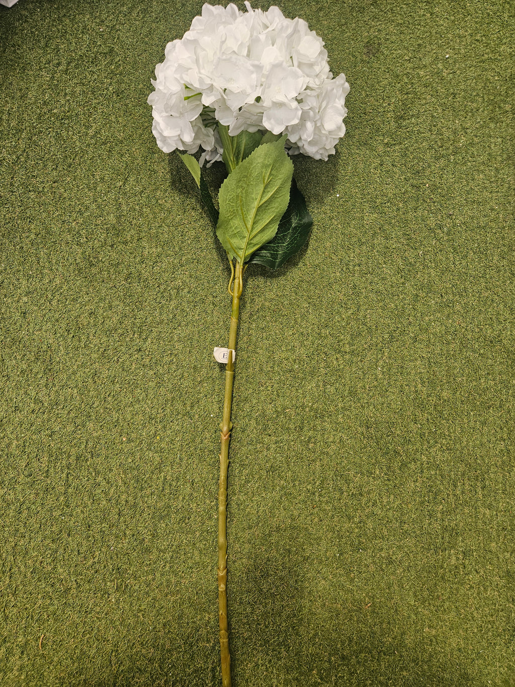 Giant White Hydrangea