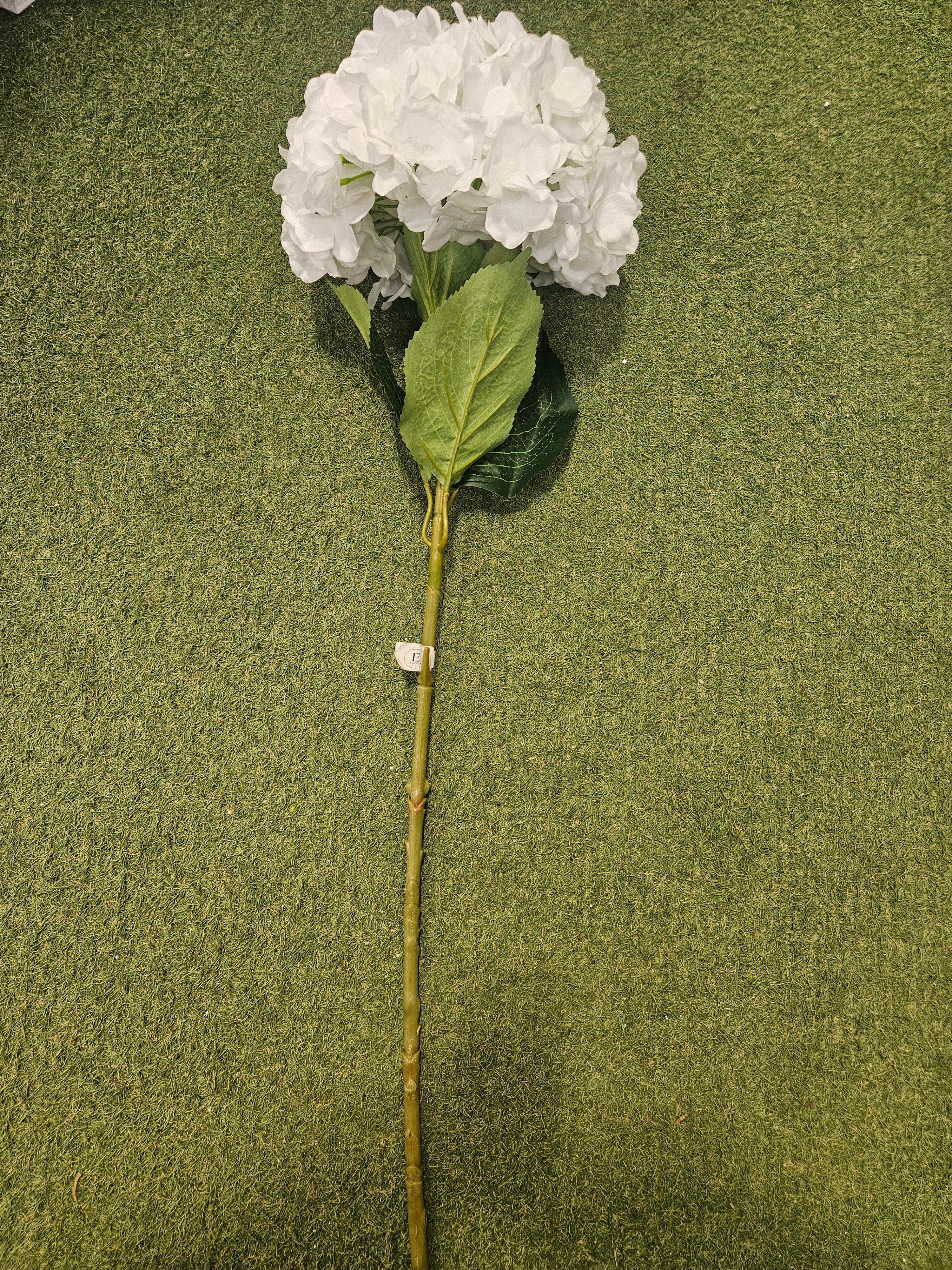 Giant White Hydrangea