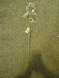 Long Stem Gypsophilia