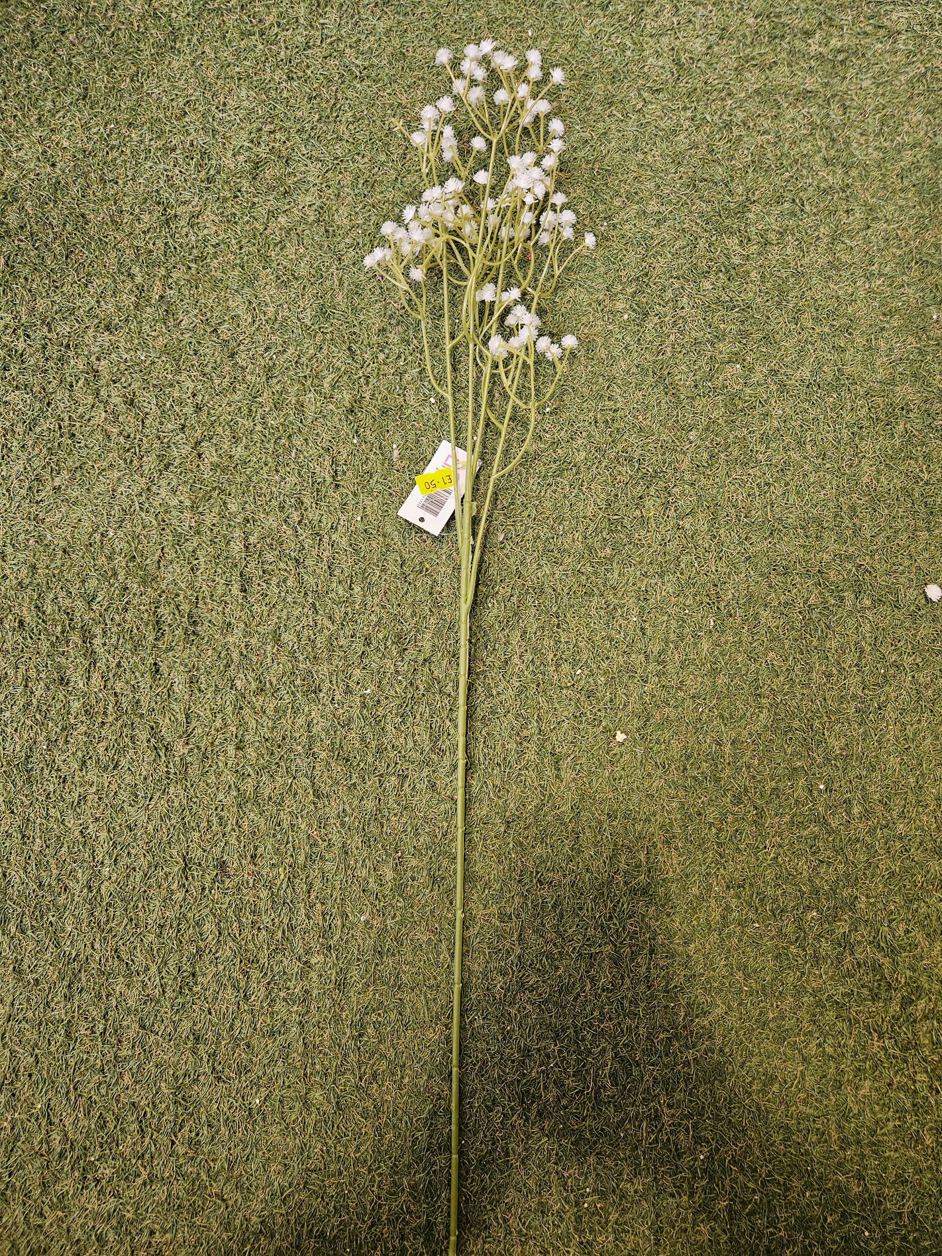 Long Stem Gypsophilia