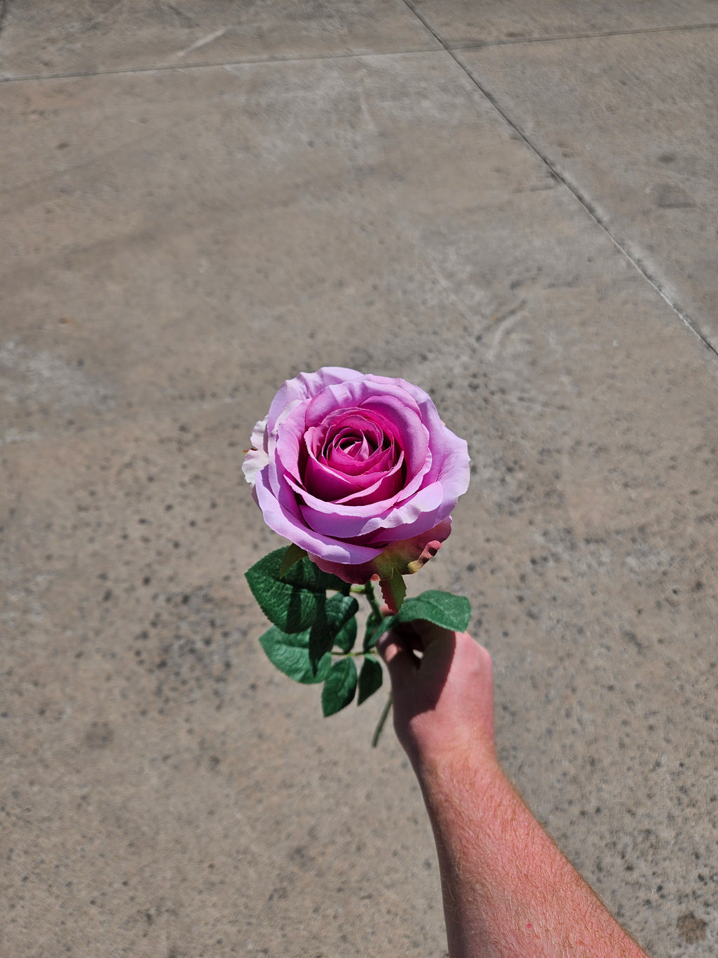12 Pink Globe Roses