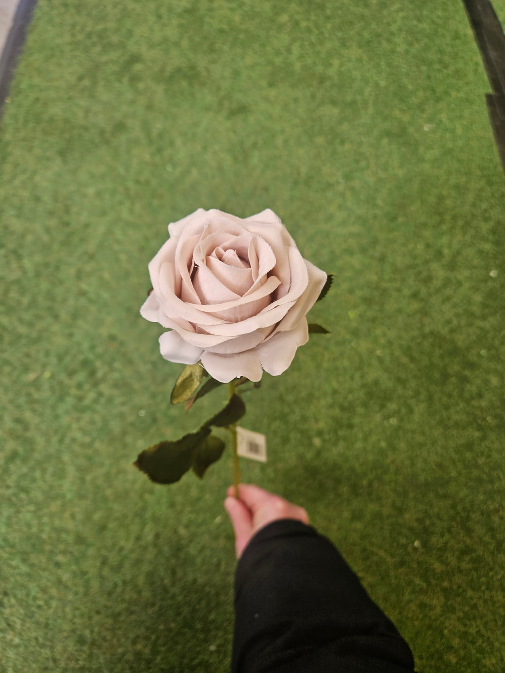 Champagne Amira Rose