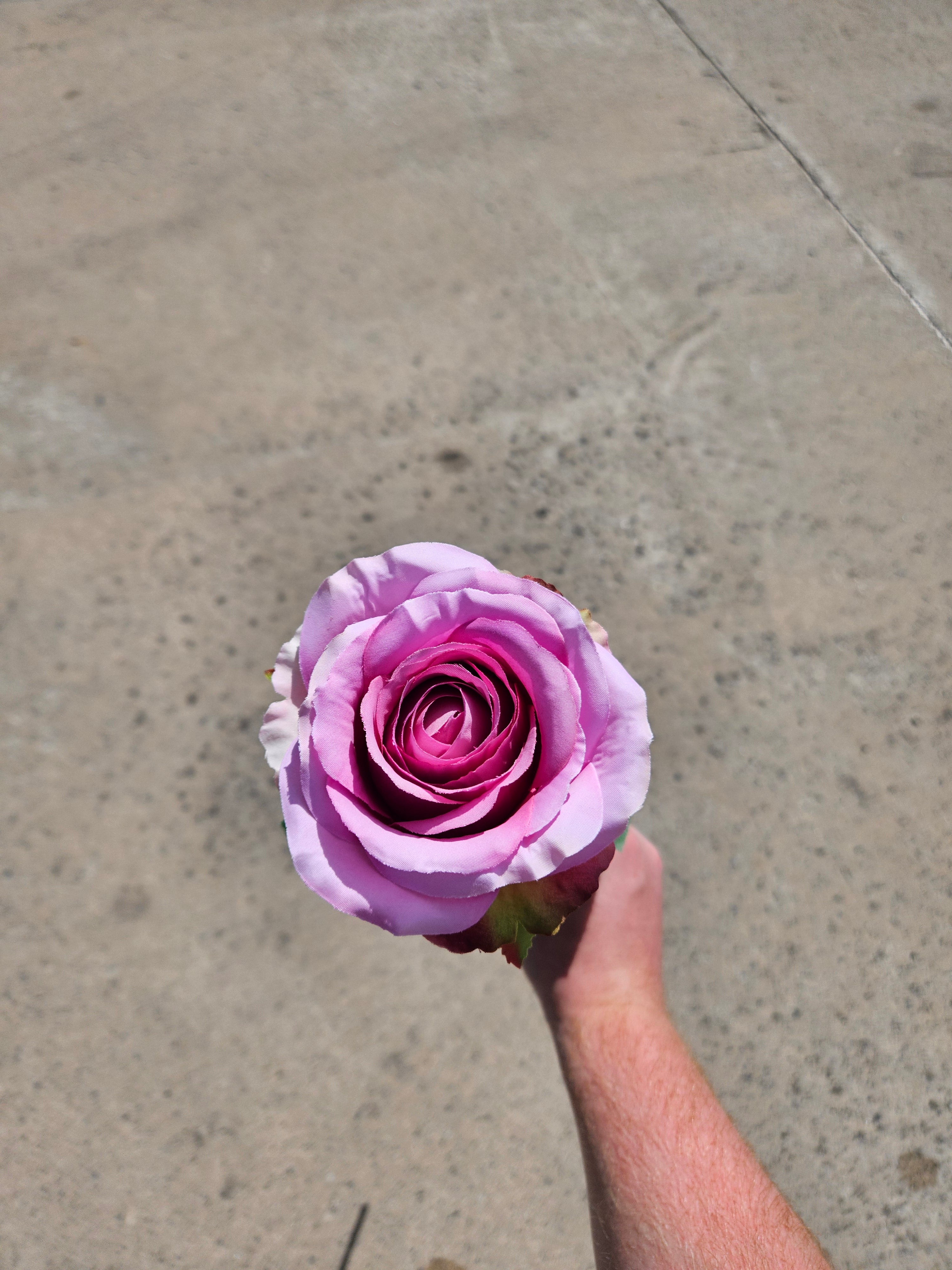 12 Pink Globe Roses