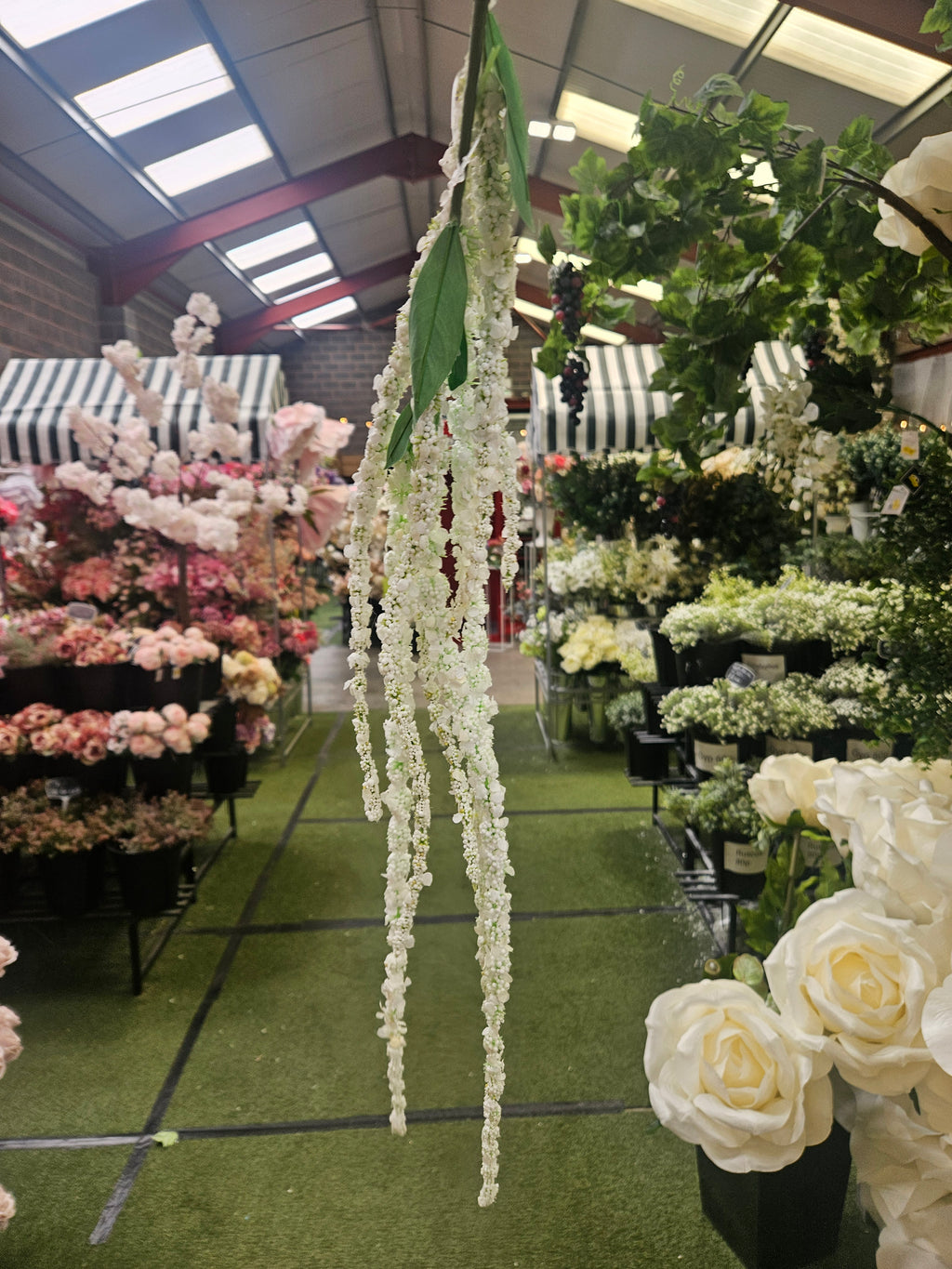 White Amaranthus