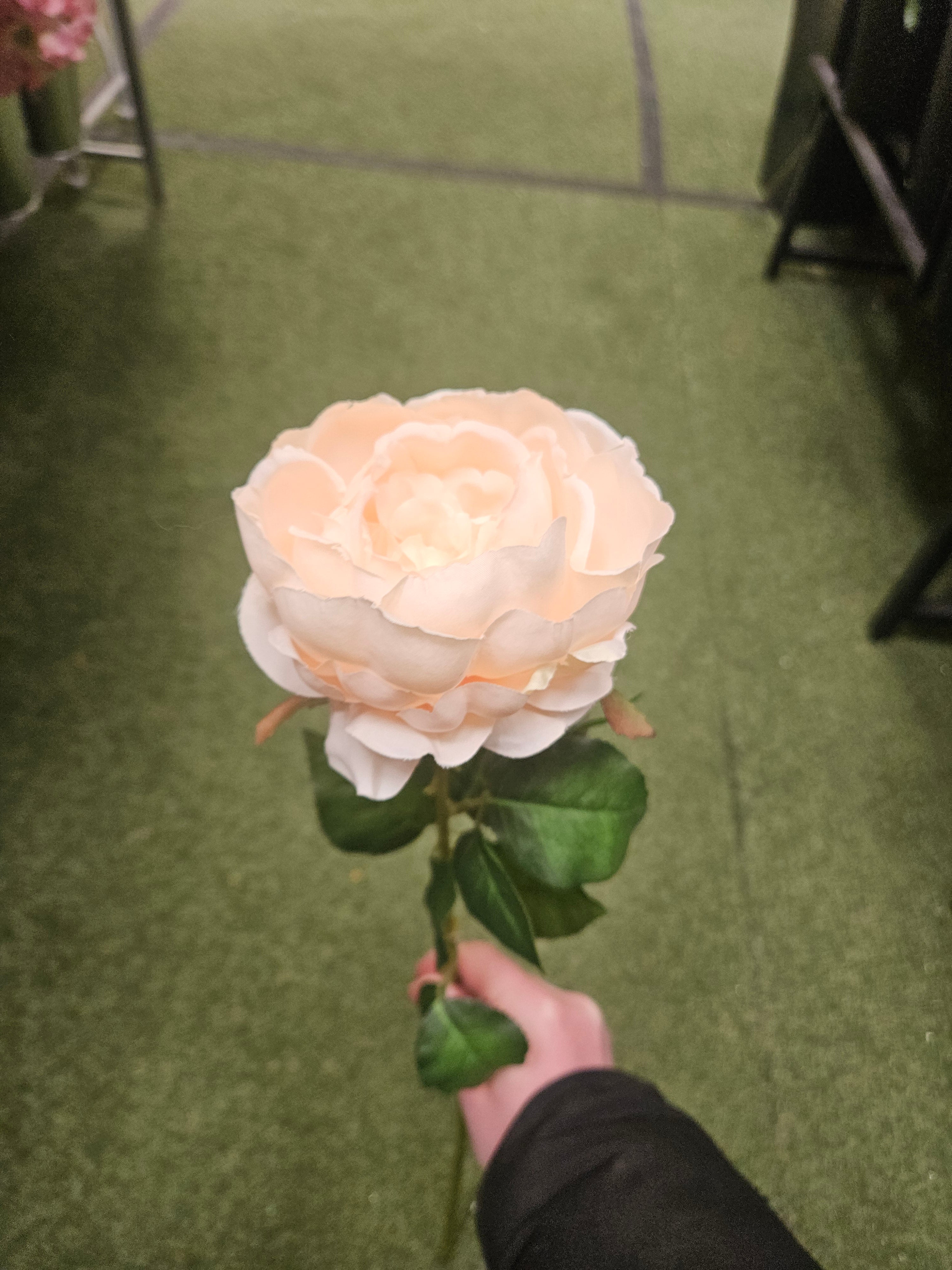 10x Peach Peonies