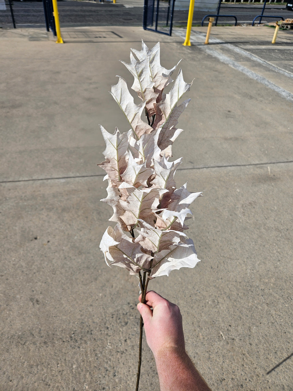 Long Stem Beige Oak Leaf Branch