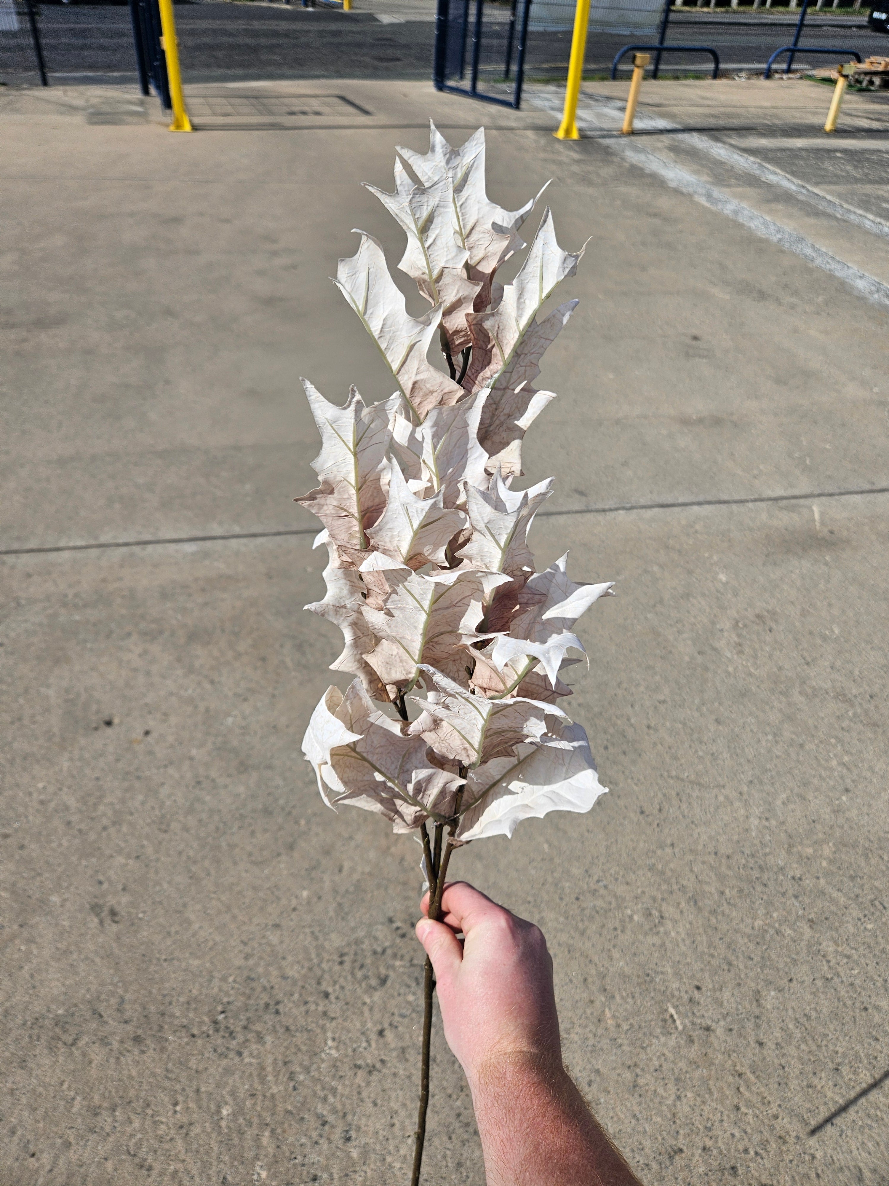 Long Stem Beige Oak Leaf Branch