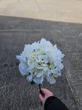 Ivory Dry Touch Hydrangea