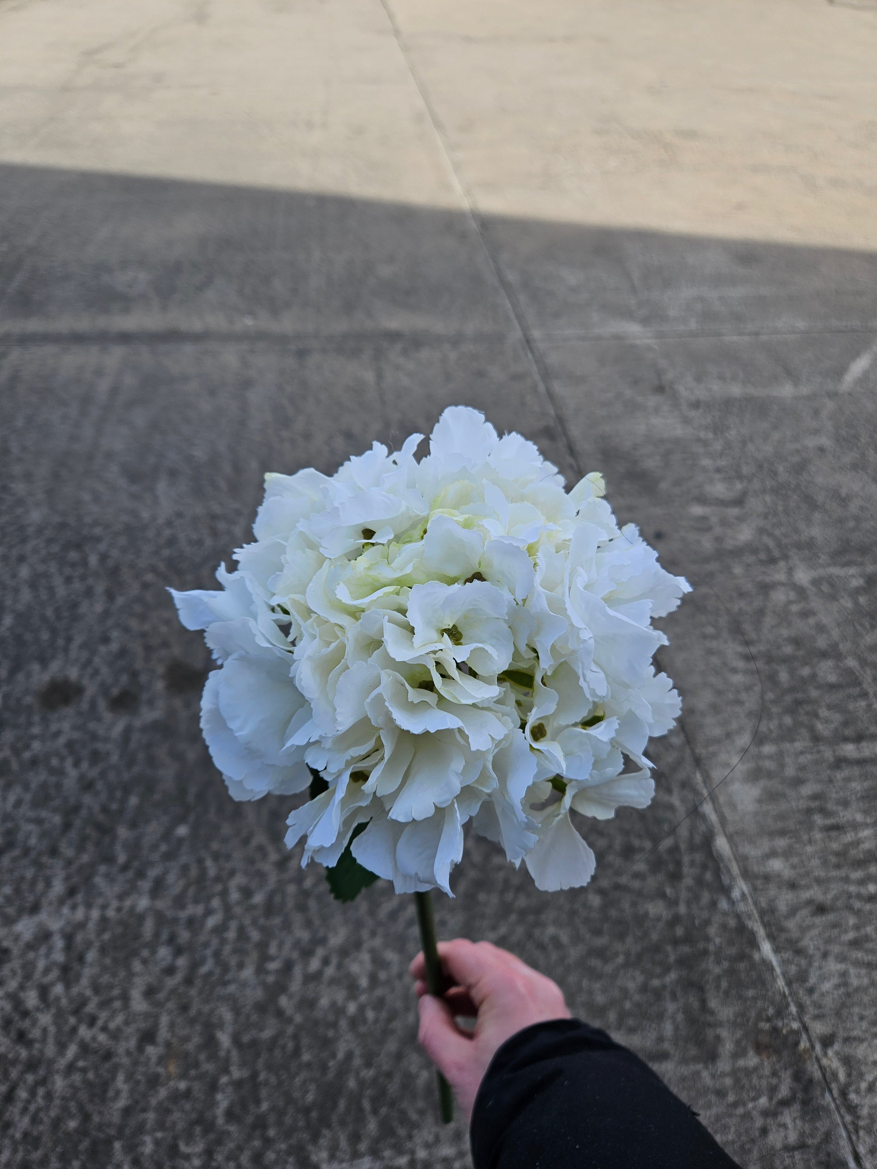 Ivory Dry Touch Hydrangea
