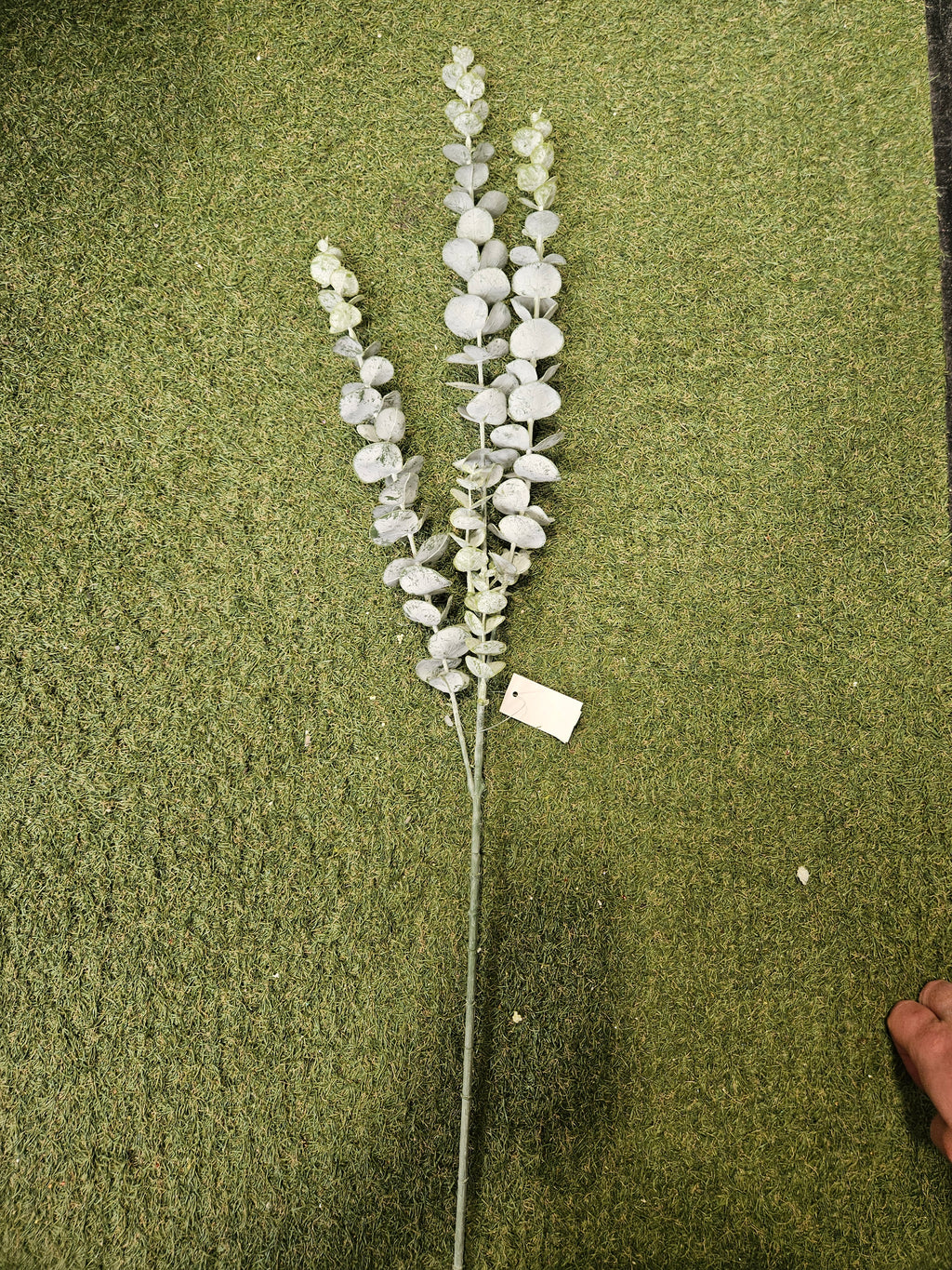 Long Stem Silver Spray Eucalyptus