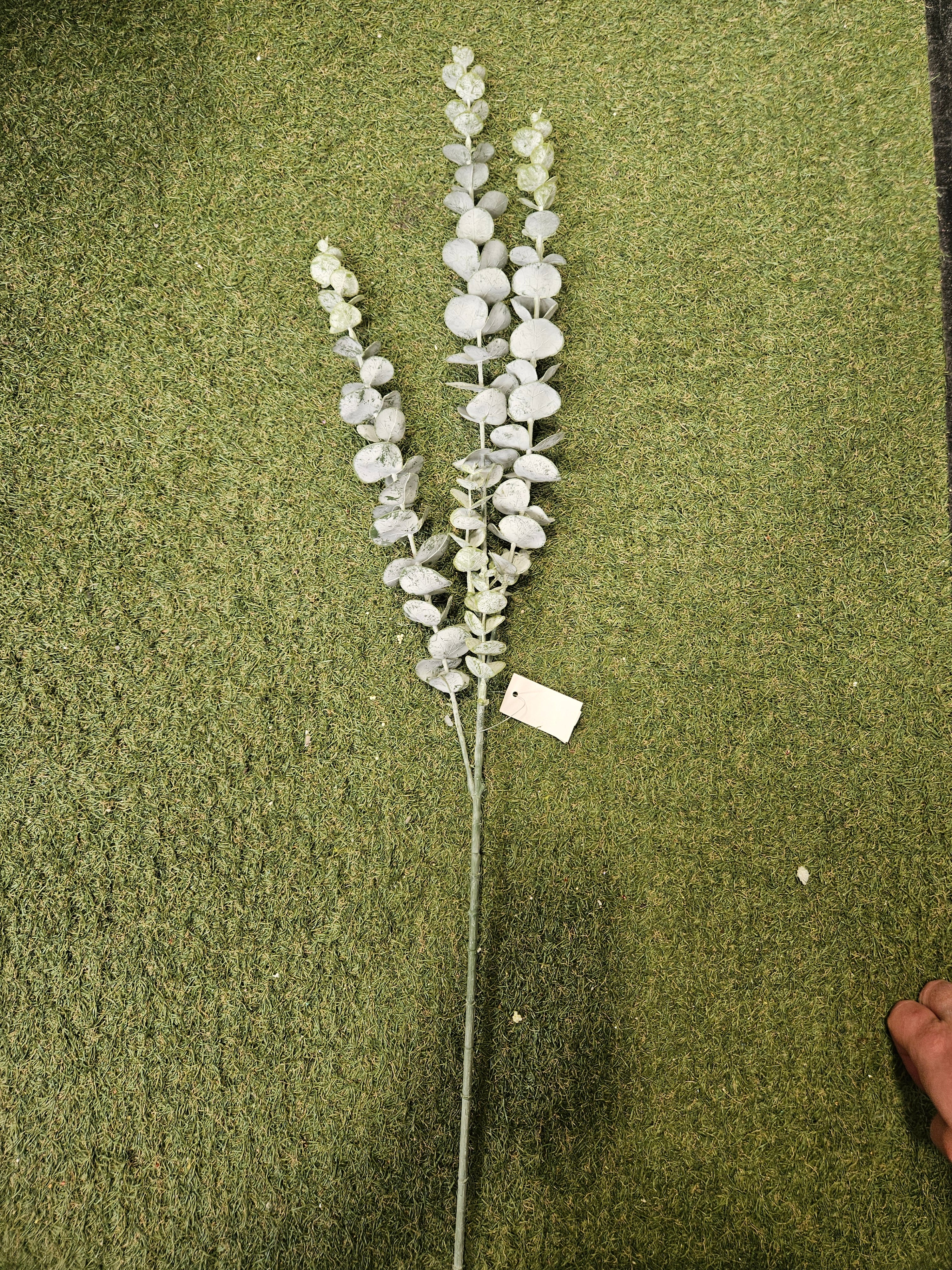 Long Stem Silver Spray Eucalyptus