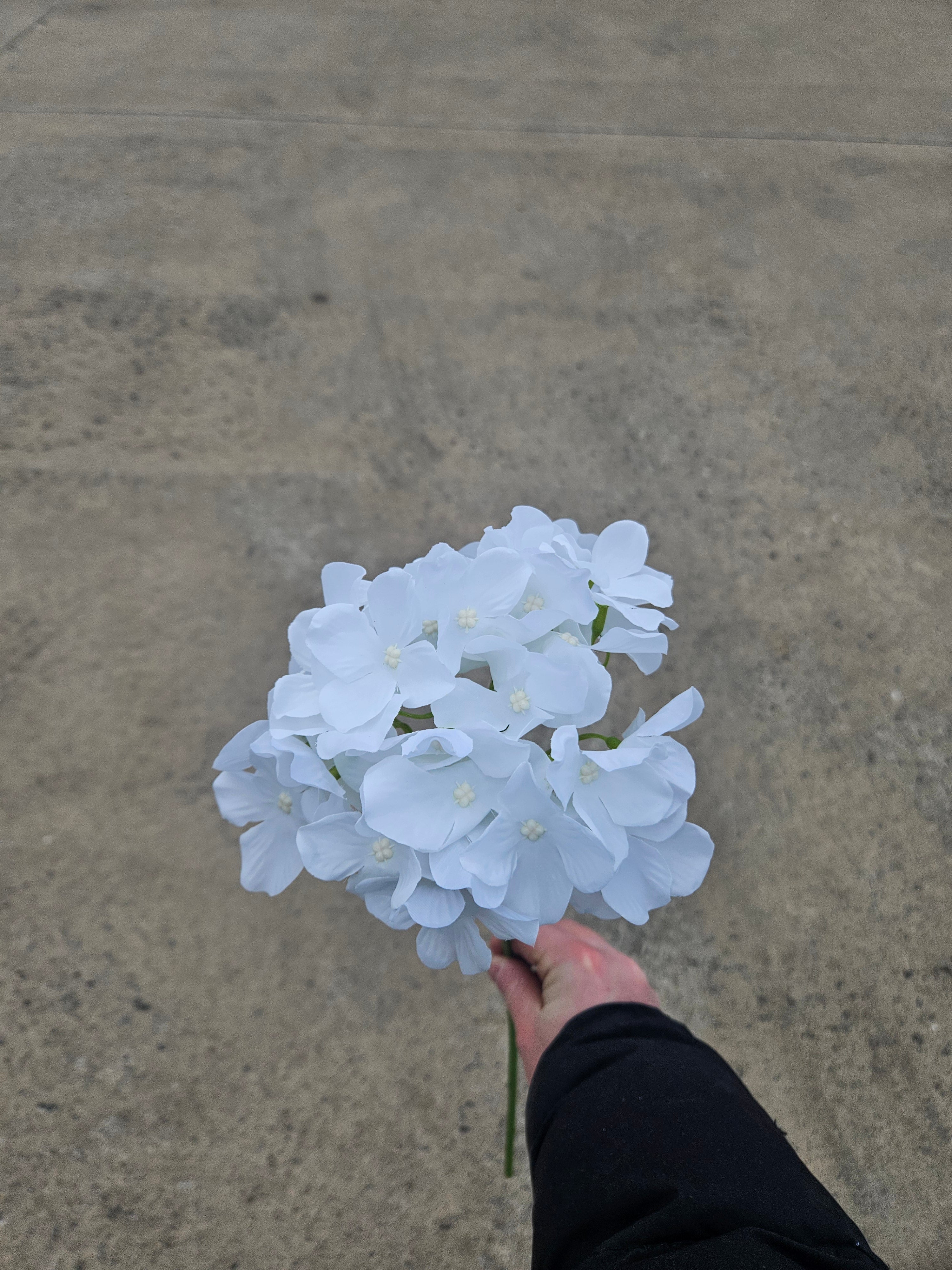 36 White Thin Stem Hydrangeas (£10 Saving)