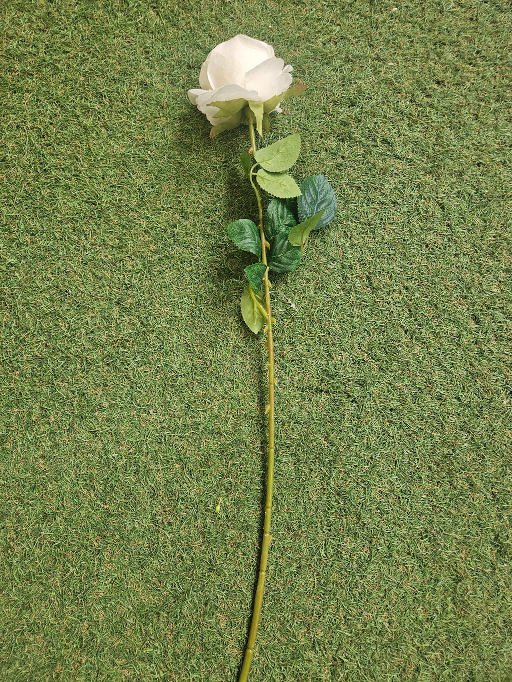 Box of 48 Harper Roses (Ivory)