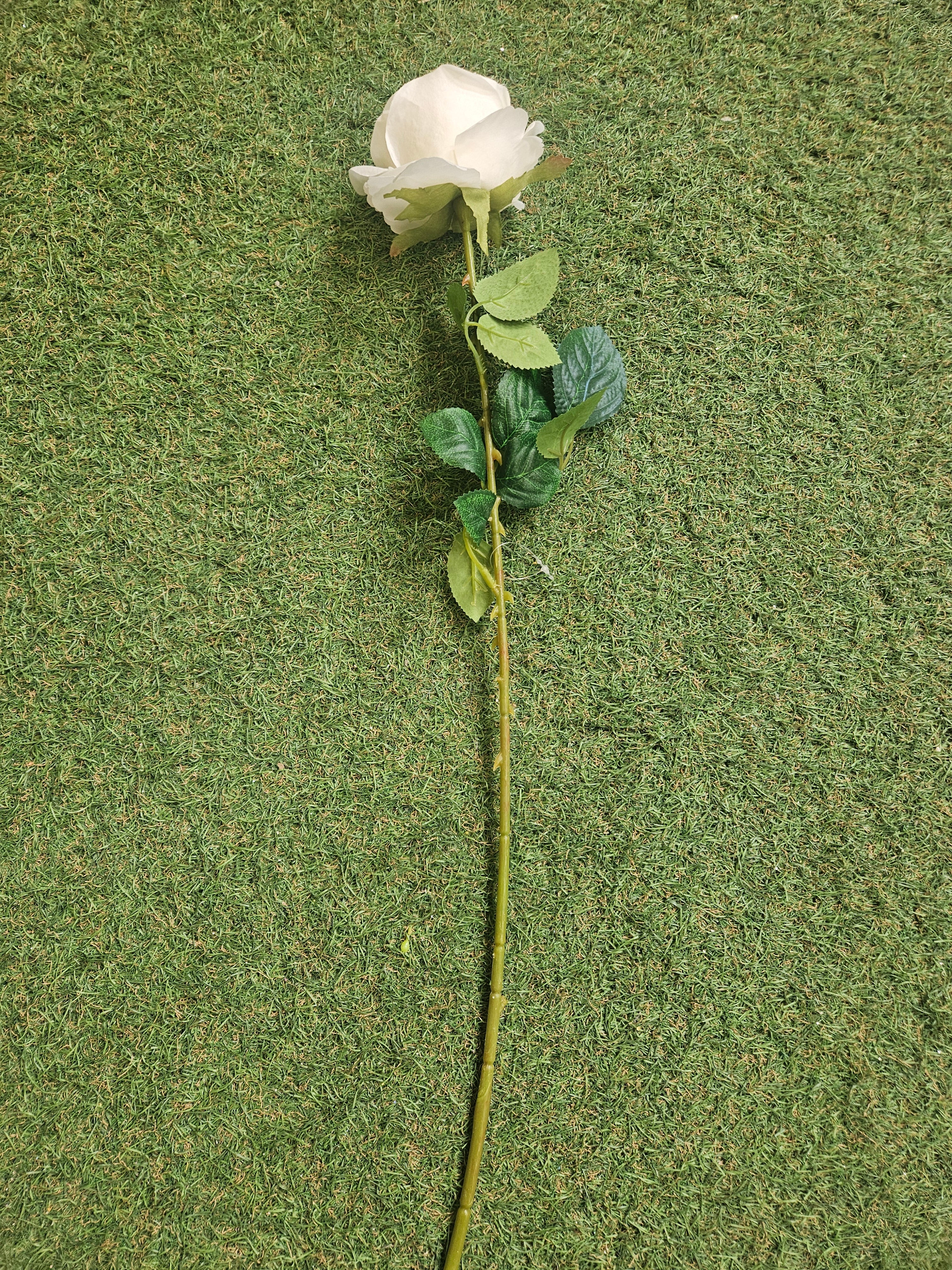 Box of 48 Harper Roses (Ivory)