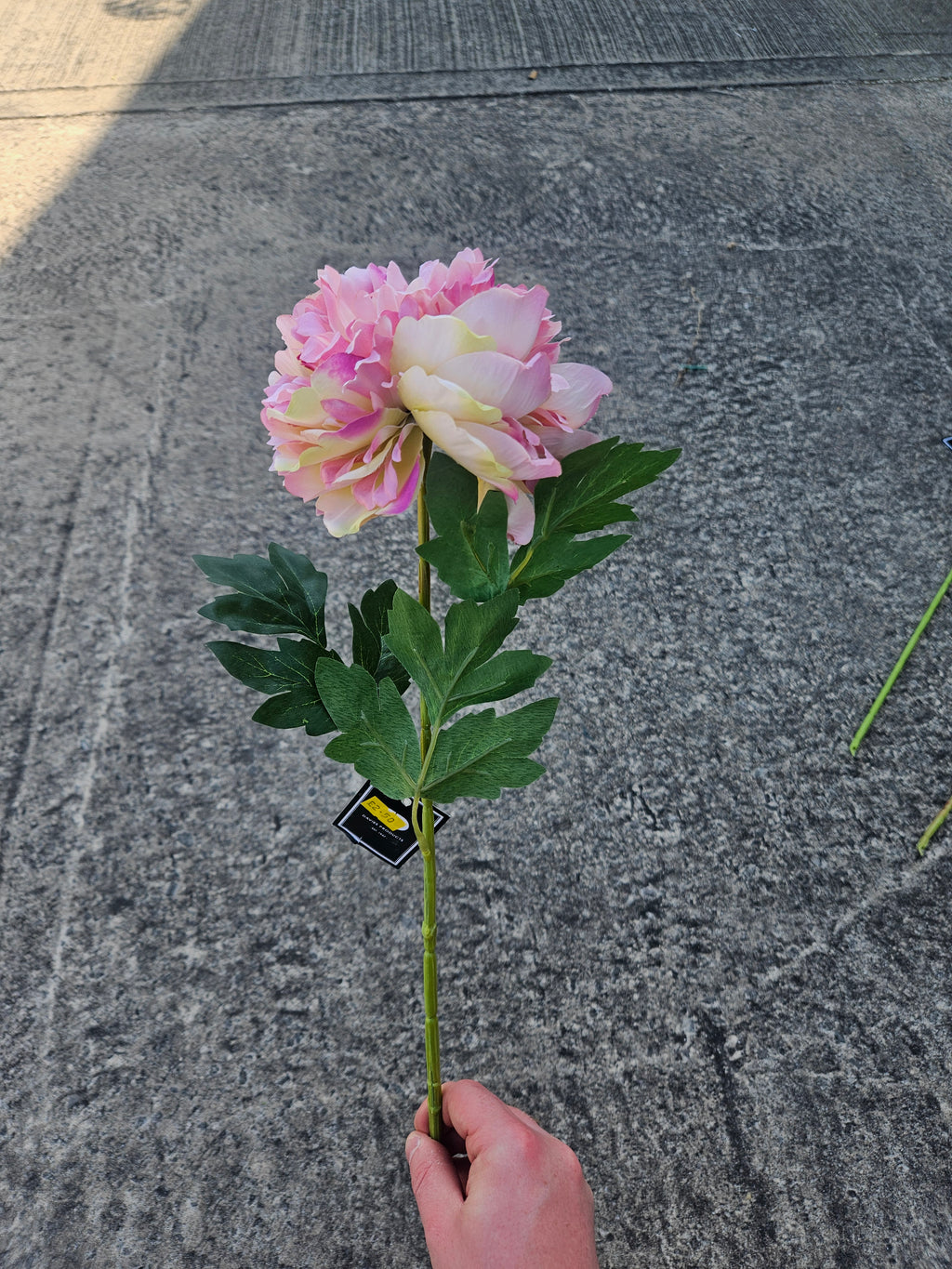 Light Pink Peony