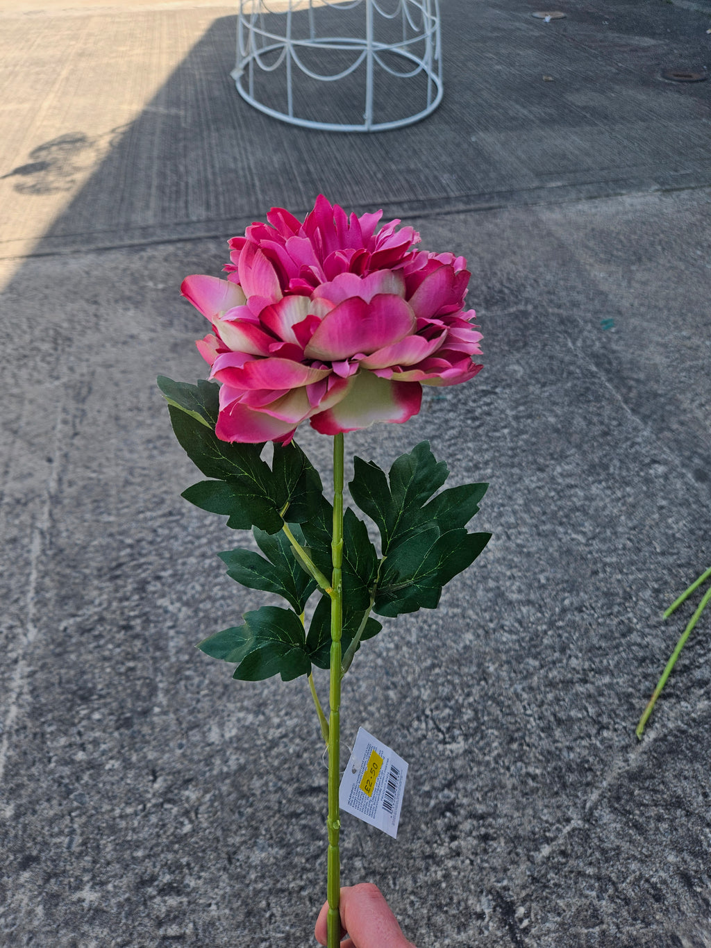 Fuscia Peony
