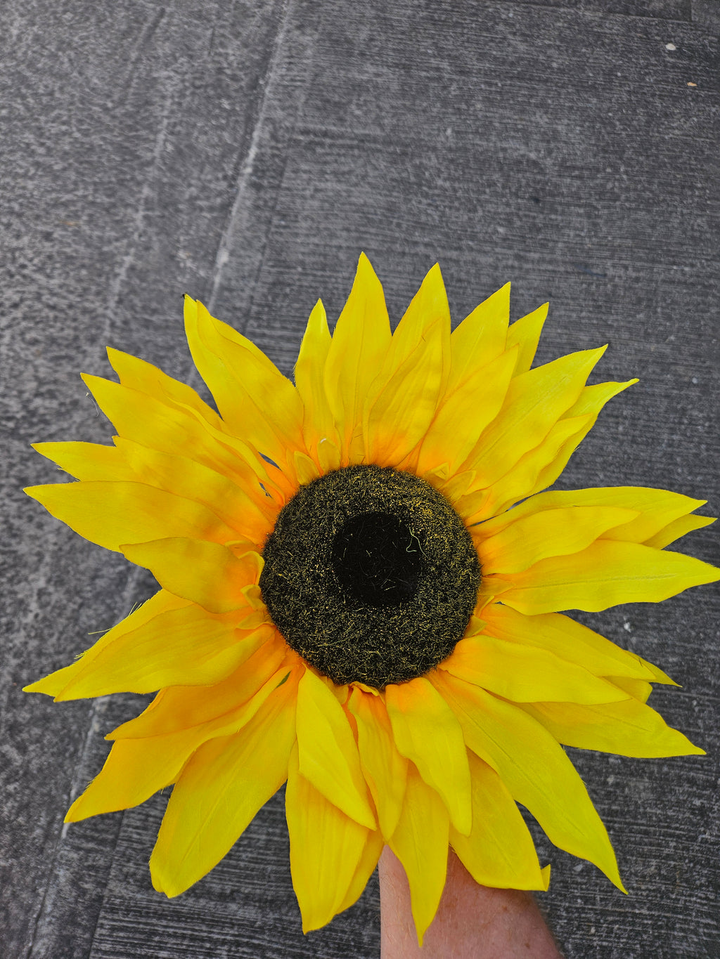 Giant Large Sunflower