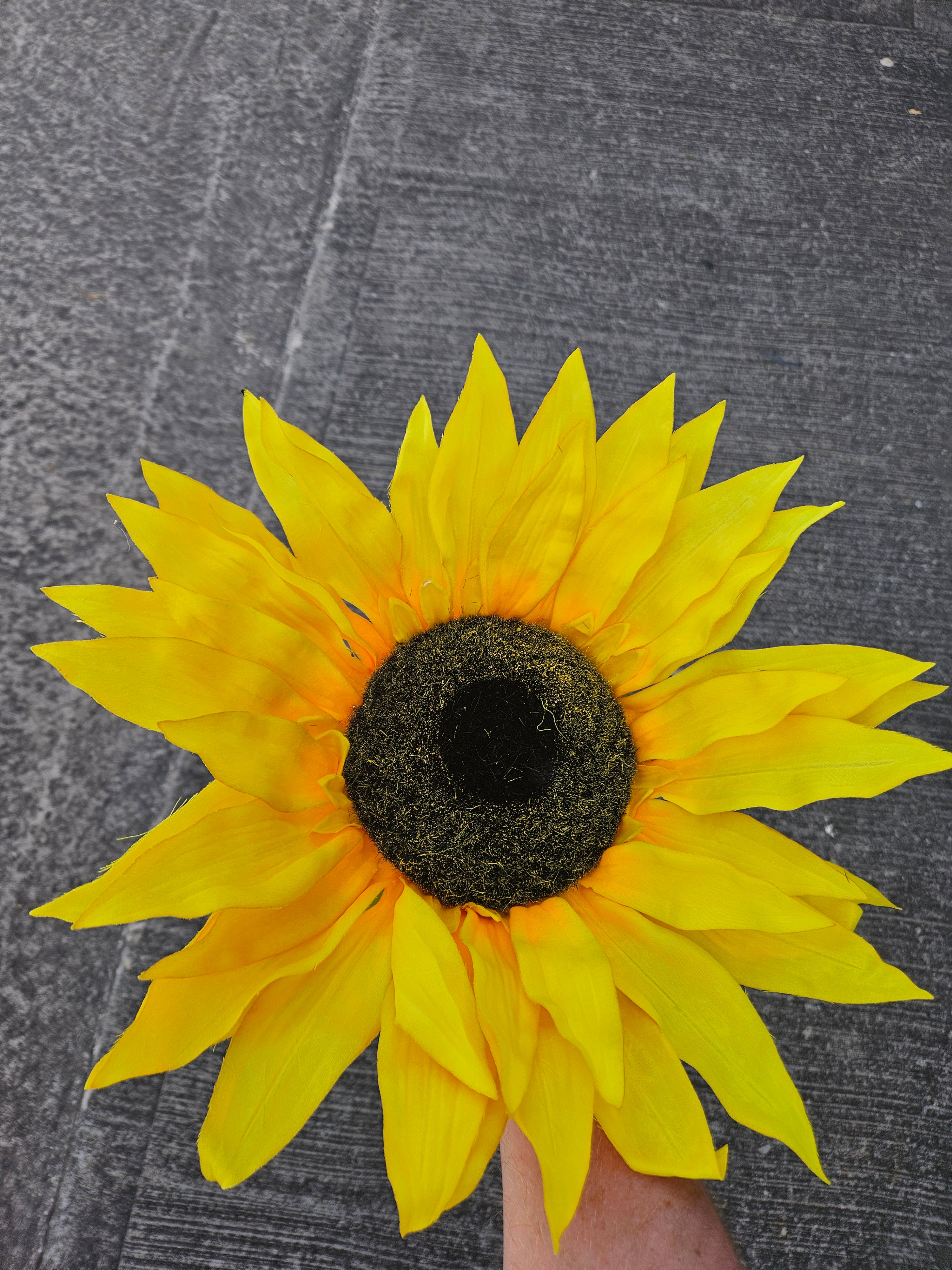 Giant Large Sunflower