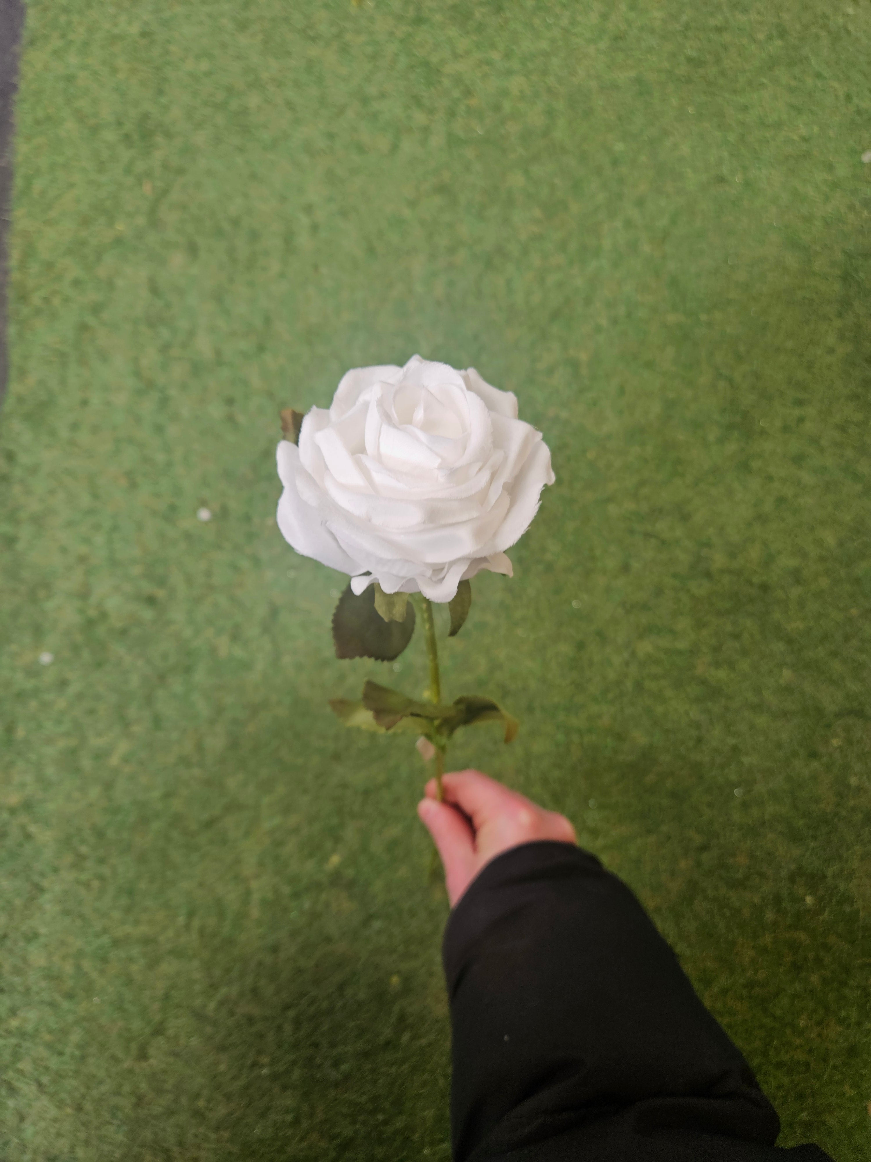 White Amira Rose