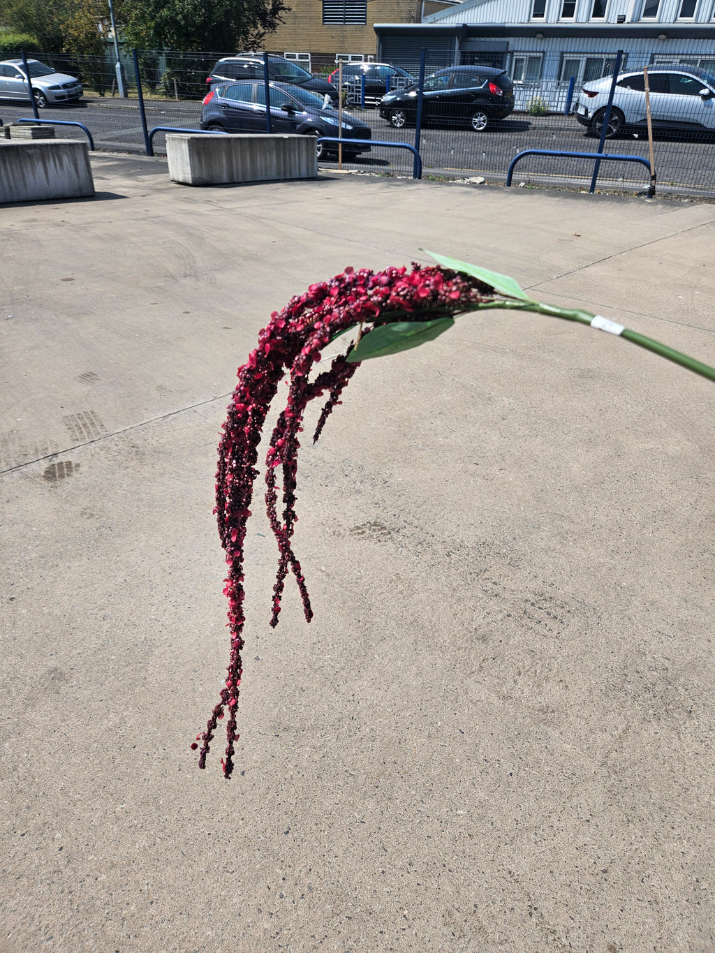Burgundy Amaranthus