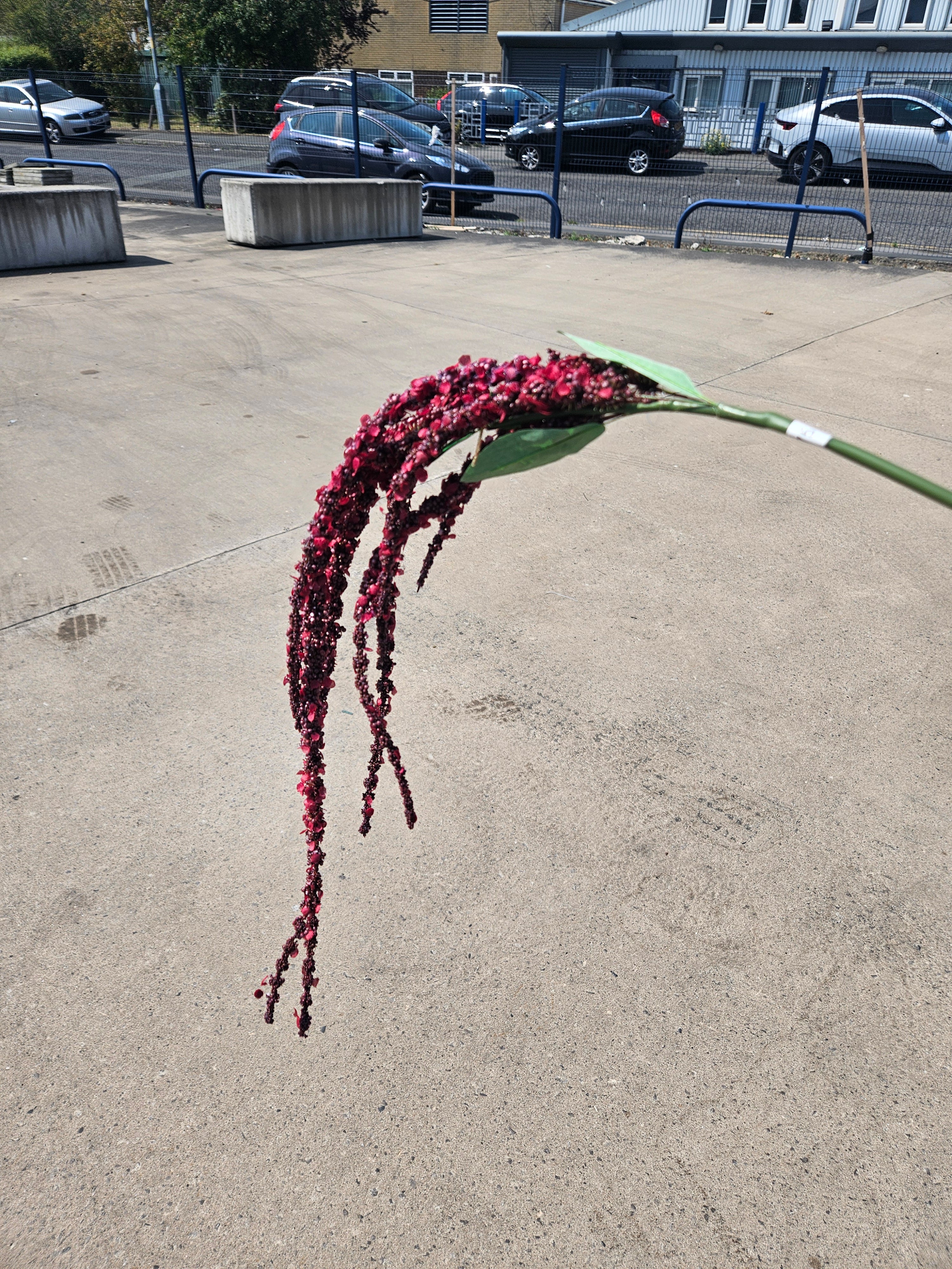 Burgundy Amaranthus