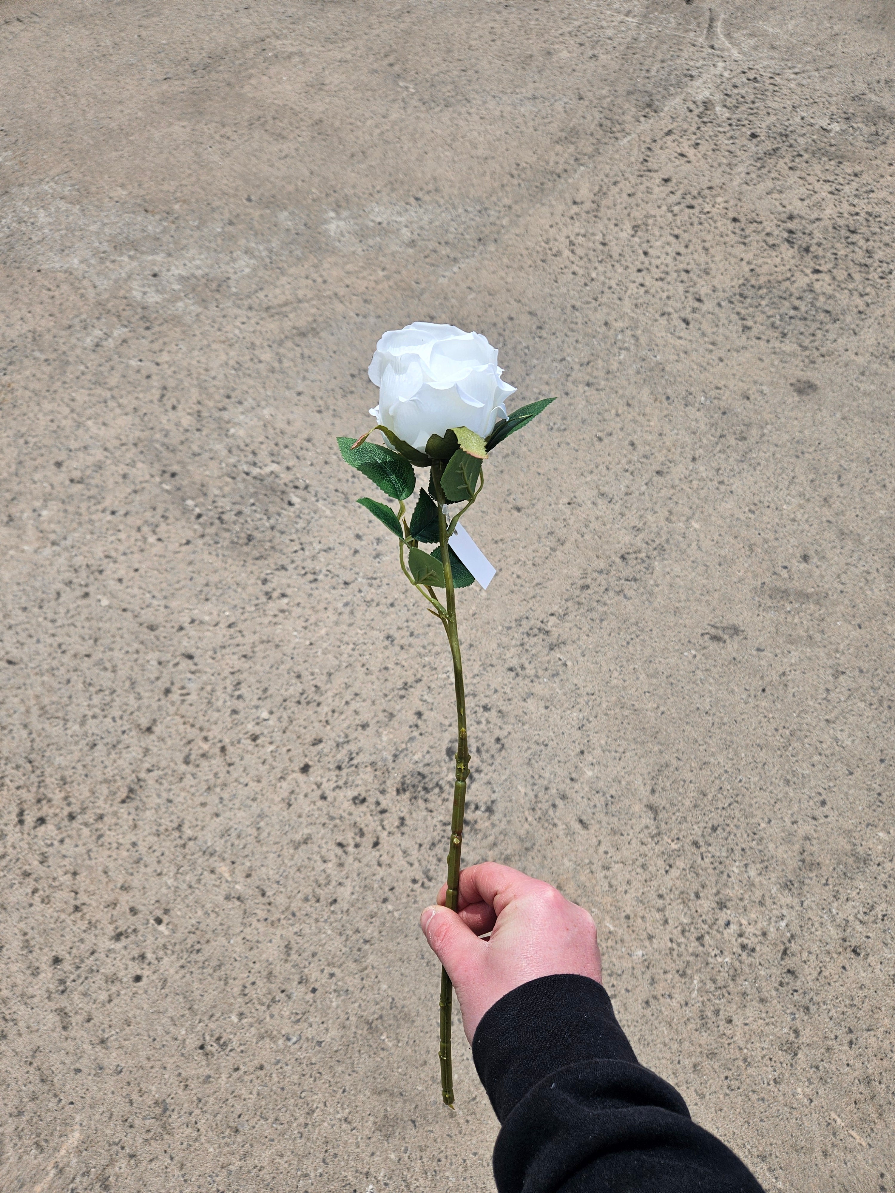 48 Ivory Globe Roses (£40 Saving + Free Delivery)