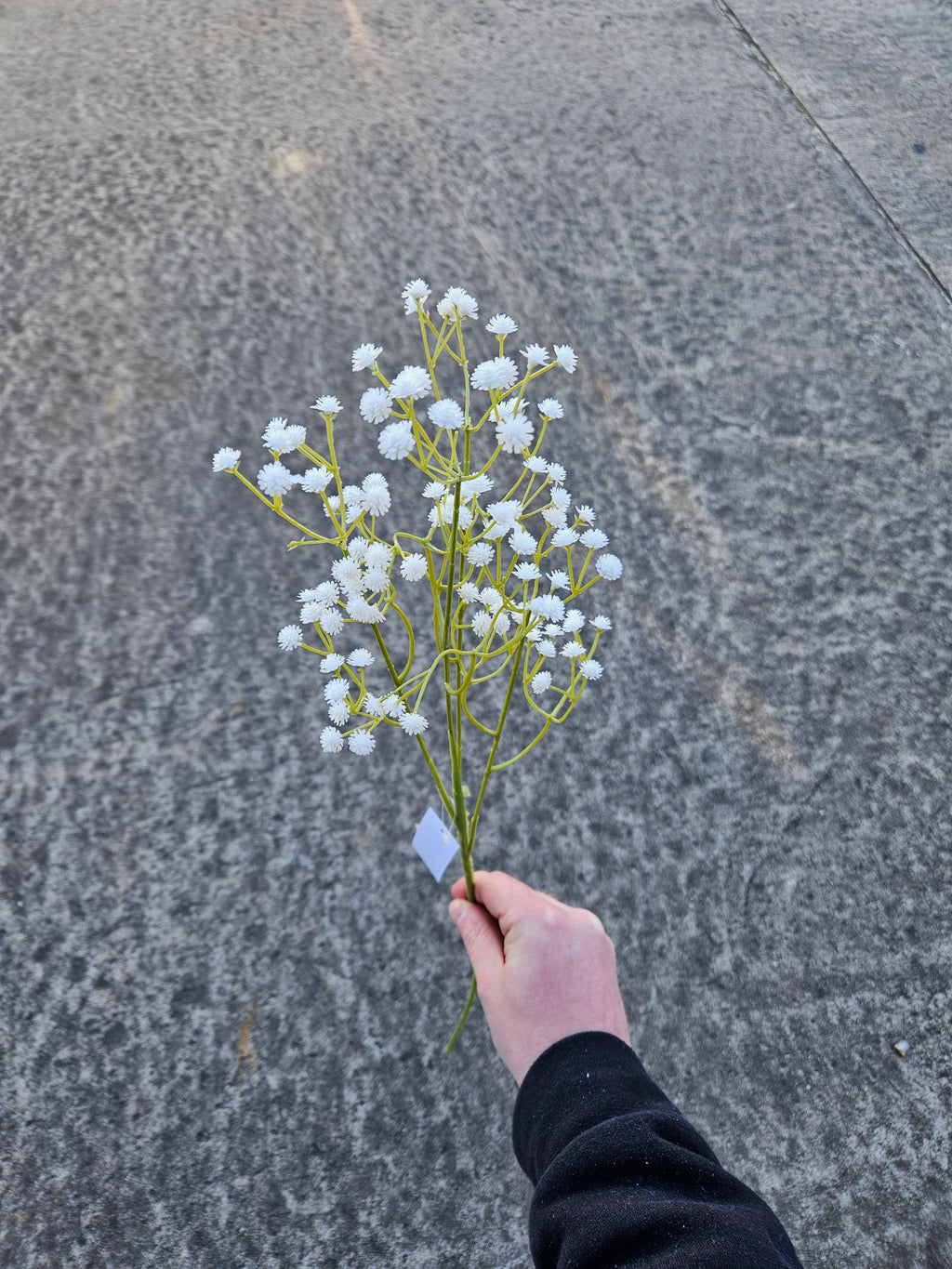 Long Stem Gypsophilia