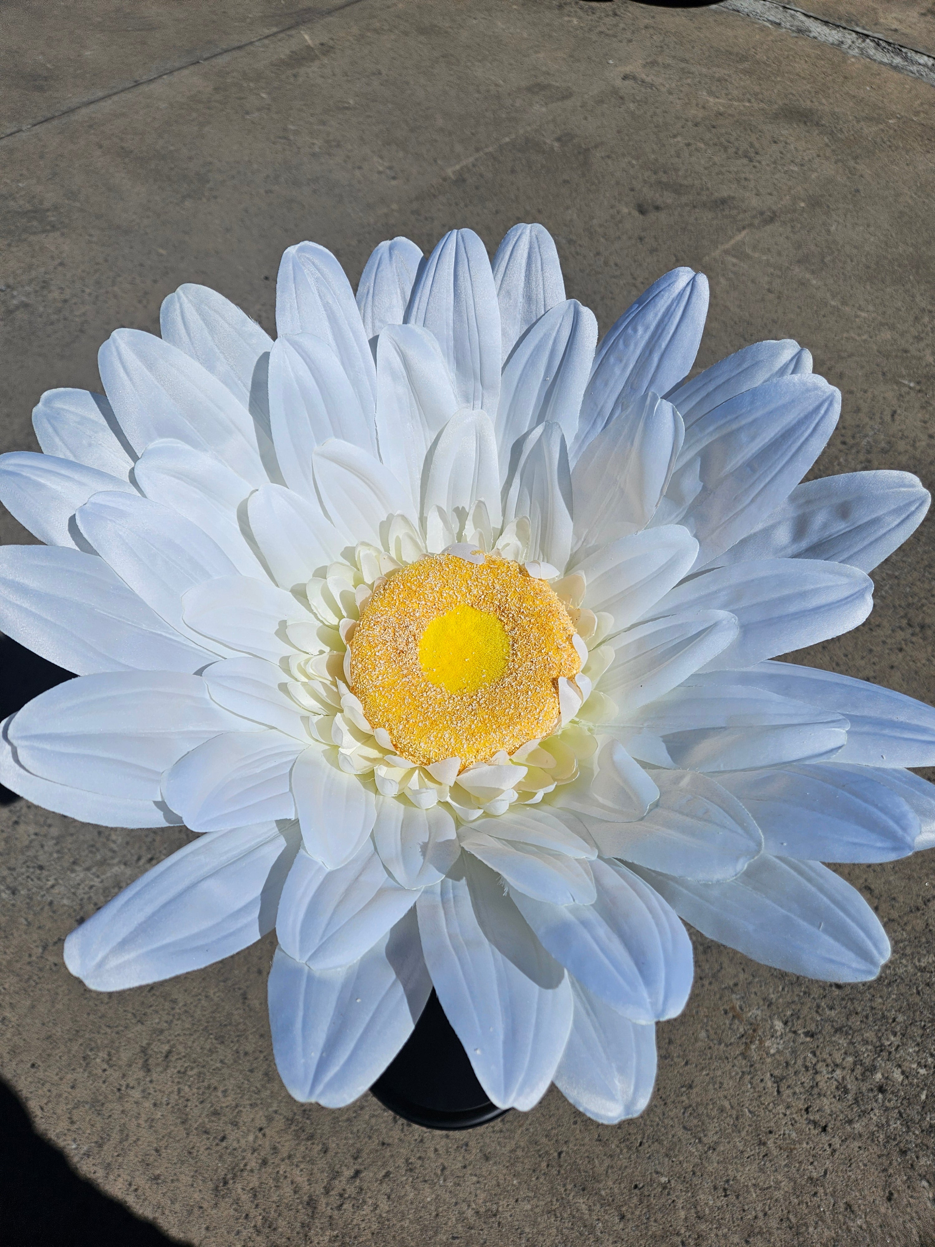 Giant Gerbera