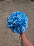 Aqua Blue Giant Hydrangea