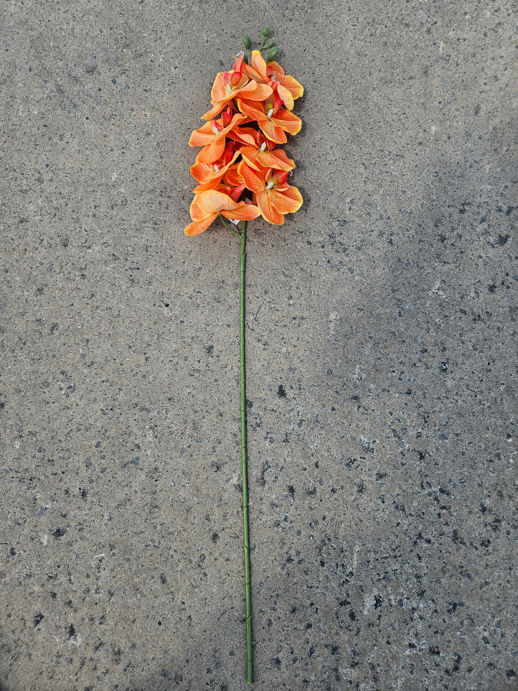 Tropical Orange Orchid