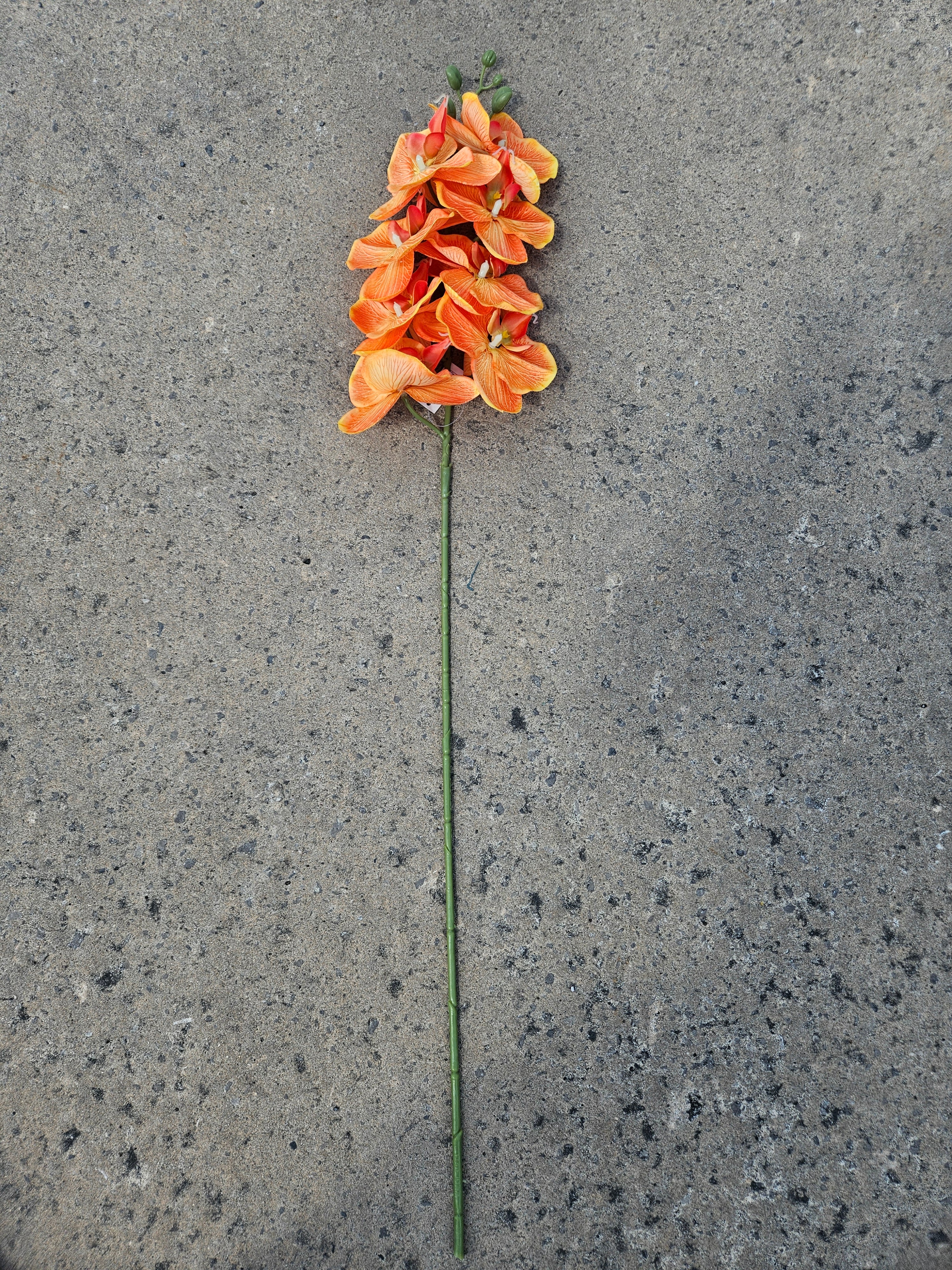 Tropical Orange Orchid