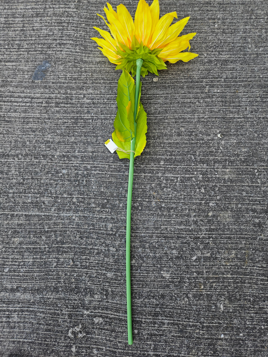 Giant Large Sunflower