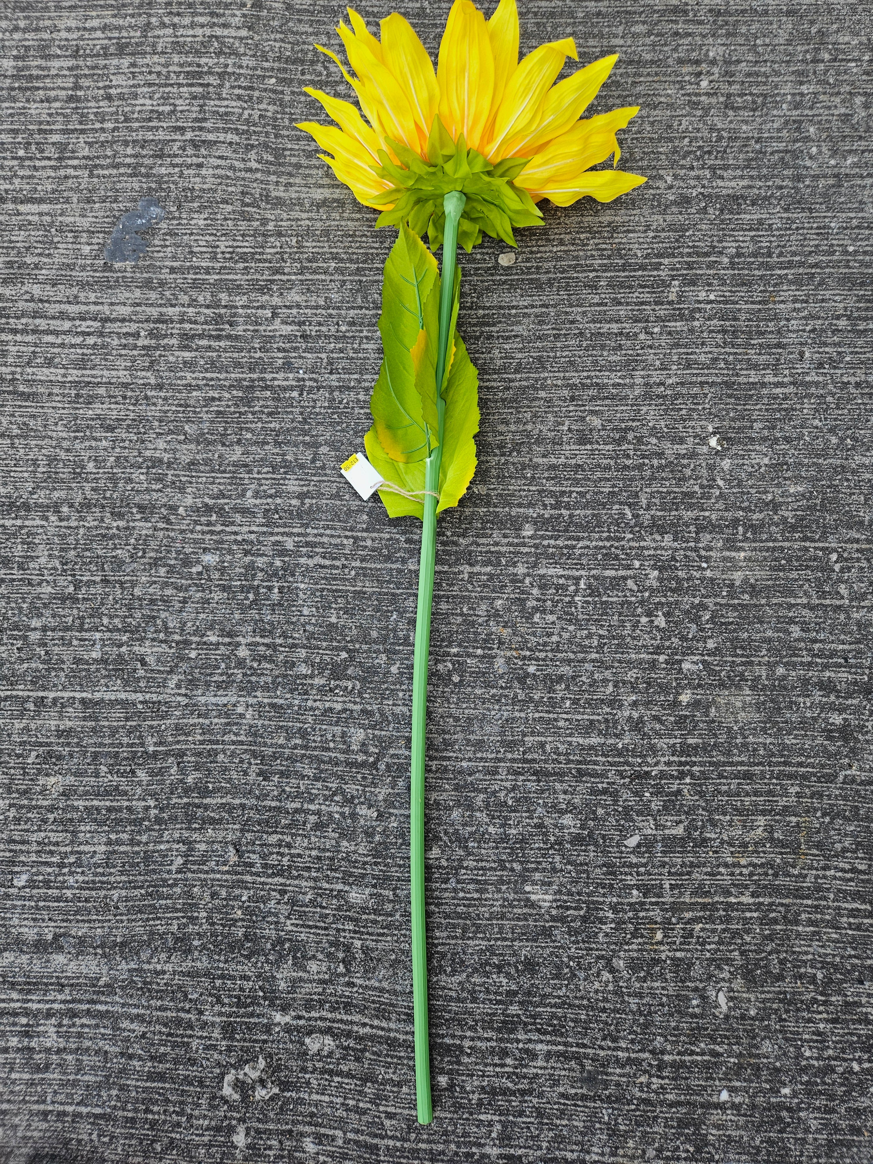 Giant Large Sunflower