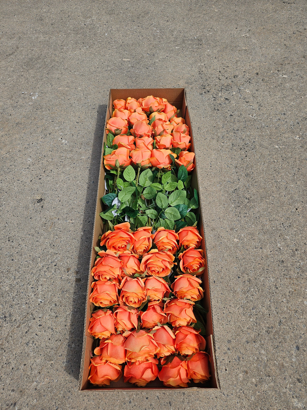 AUTUMN OFFER - Box of 48 Orange Harper Roses