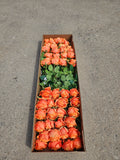 AUTUMN OFFER - Box of 48 Orange Harper Roses