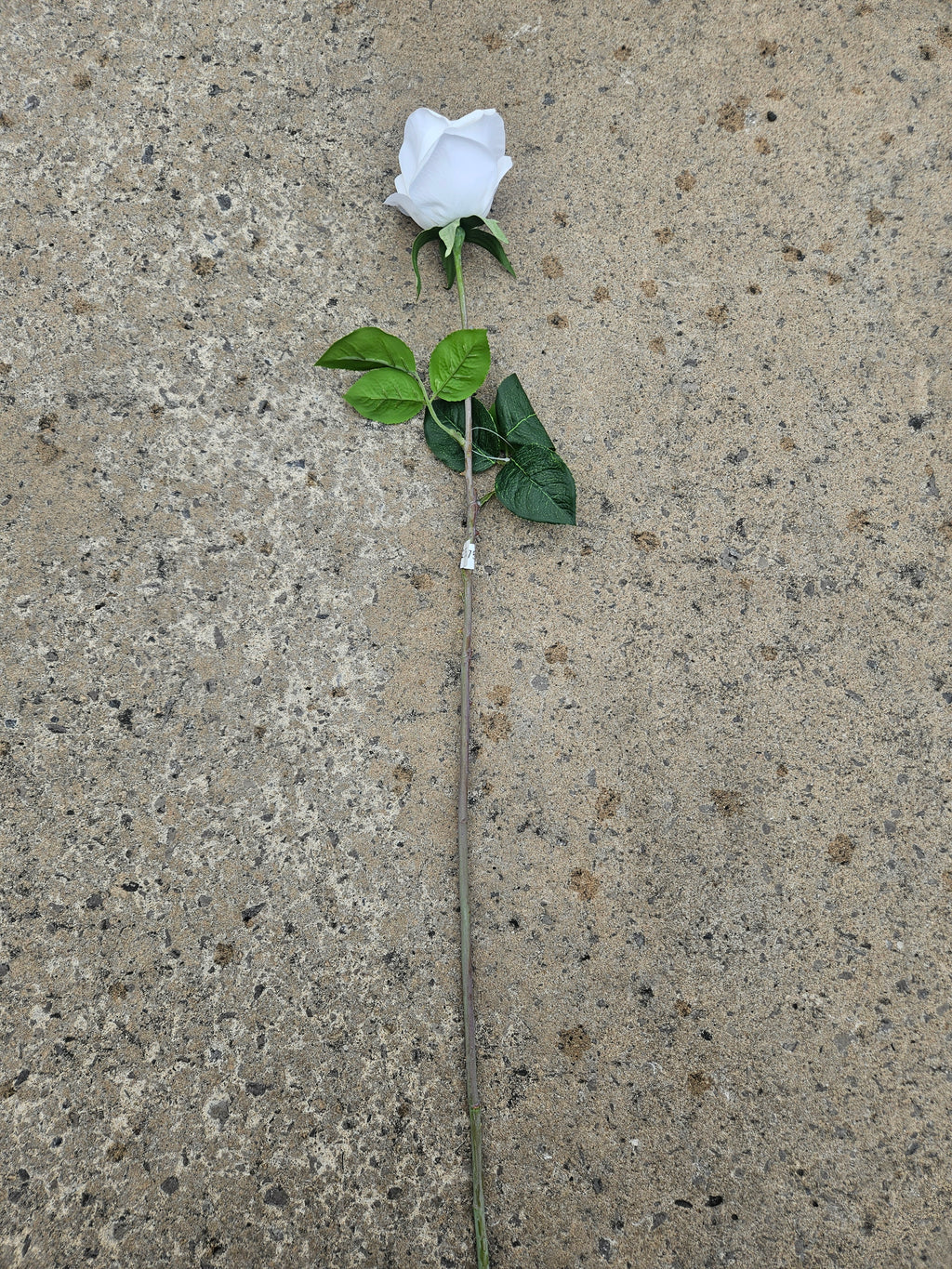 White Real Feel Rose