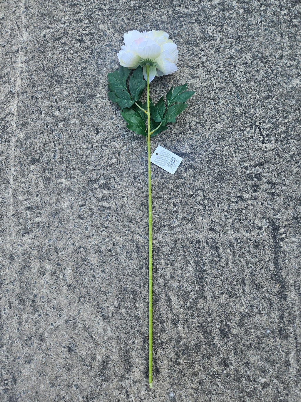 Ivory Peony
