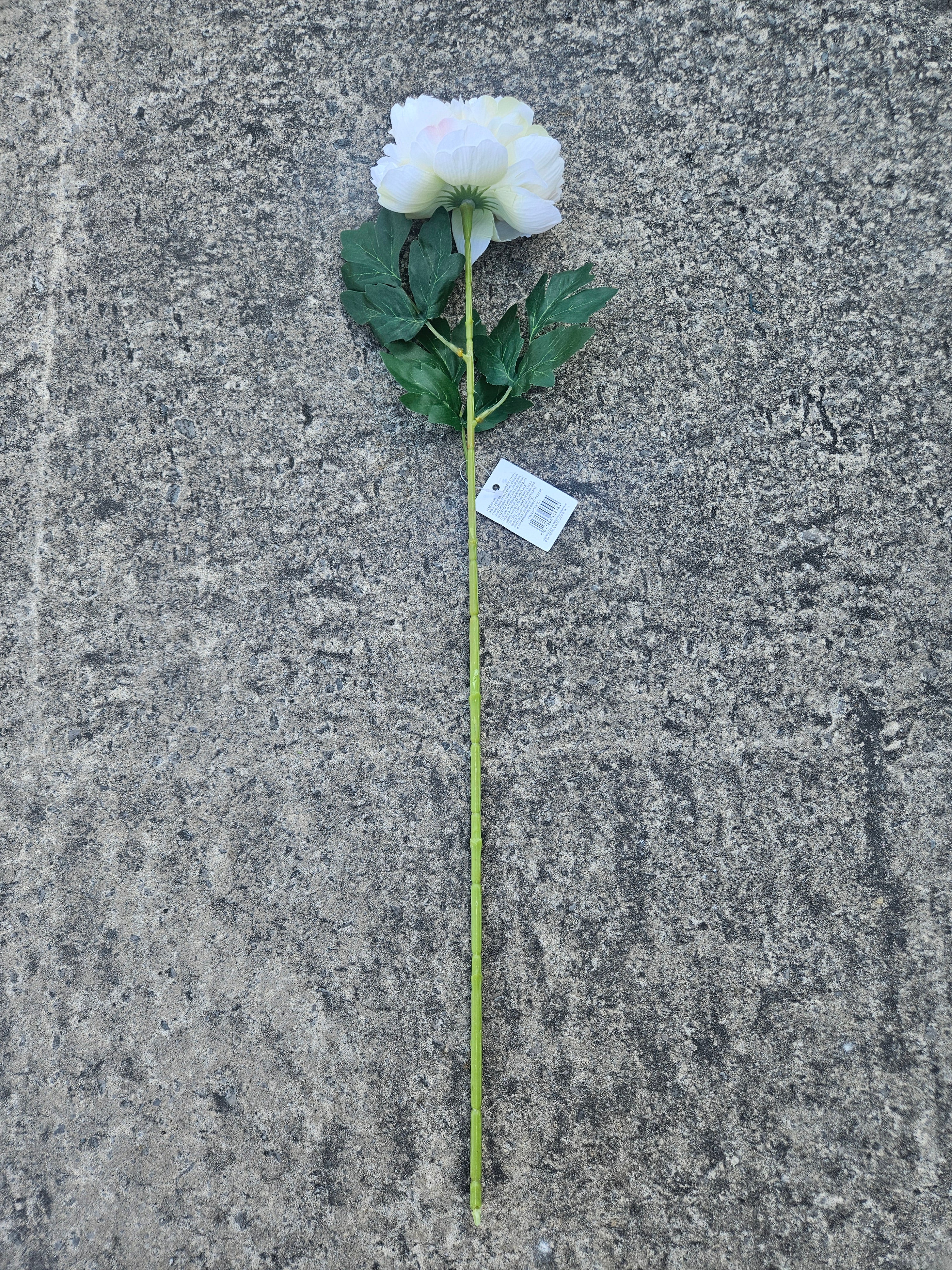 Ivory Peony