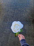 48 Ivory Amira Roses