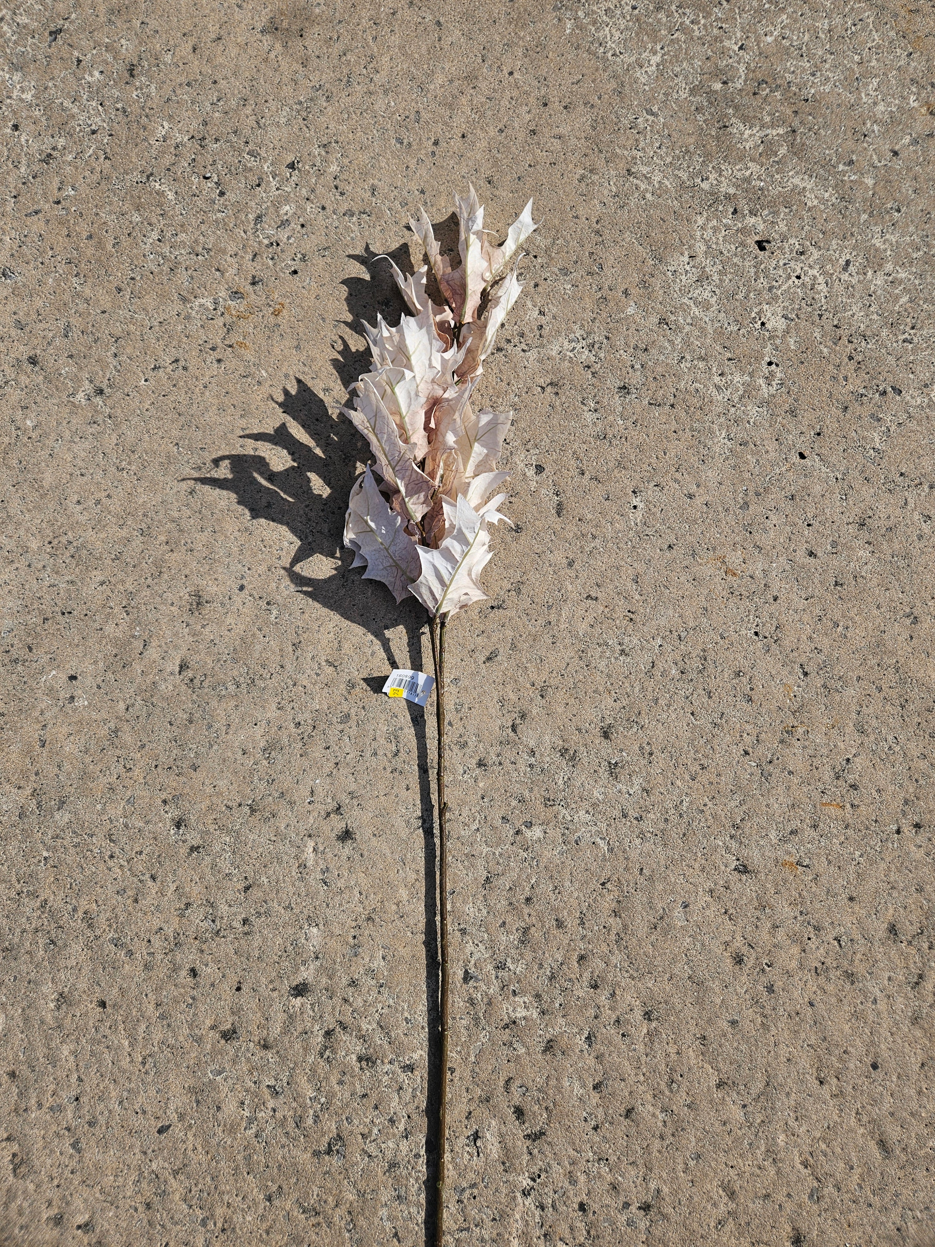 Long Stem Beige Oak Leaf Branch