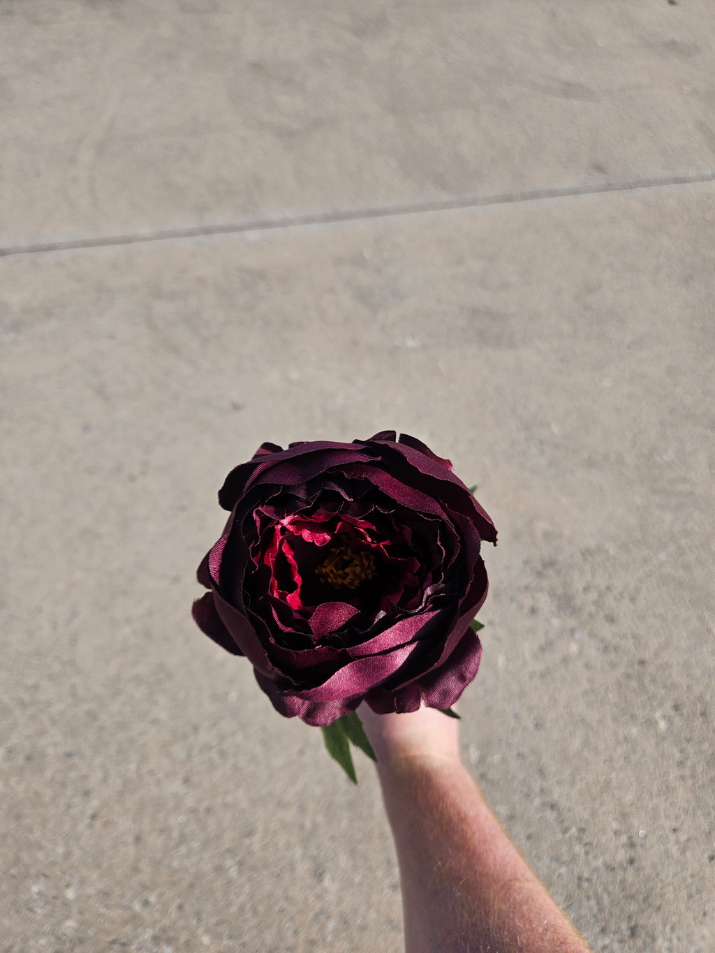 Burgundy Peony (LIMITED AVAILABILITY)