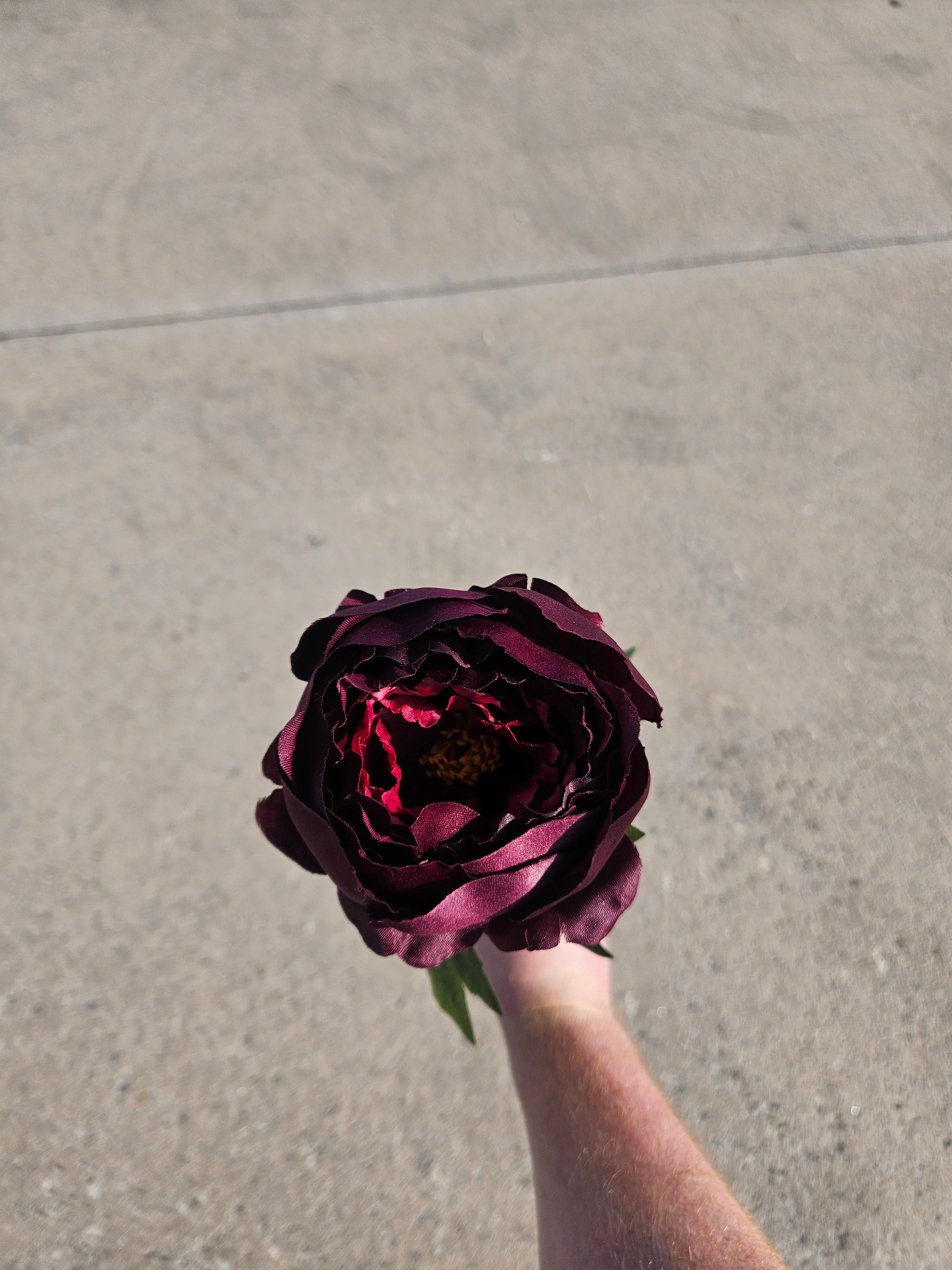 Burgundy Peony (LIMITED AVAILABILITY)