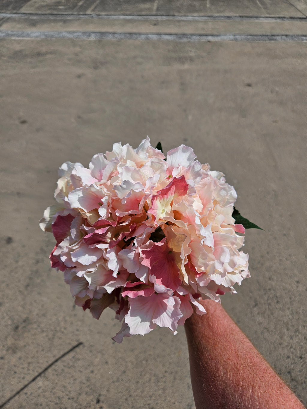 Long Stem Baby Pink Hydrangea